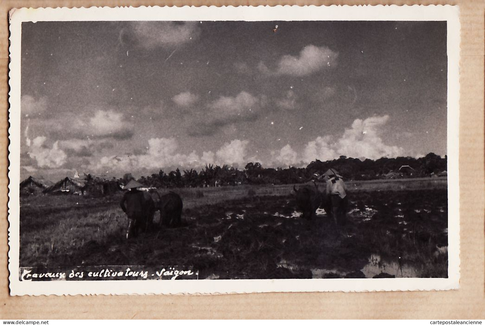 01028 ●  Indochine Viet Nam SAIGON Travaux Des Cultivateurs Labour Rizière Plowing Rice 06.07.1952 Vietnam - Viêt-Nam