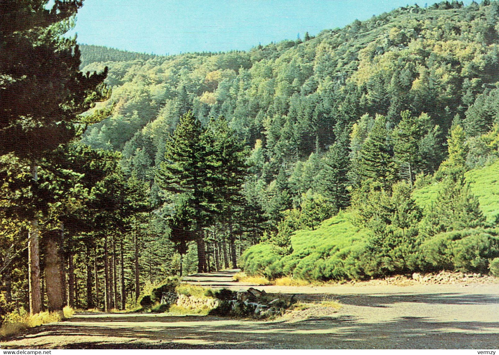 GENOLHAC : Sous-bois Sur La Route Du Mt-Lozère - Autres & Non Classés