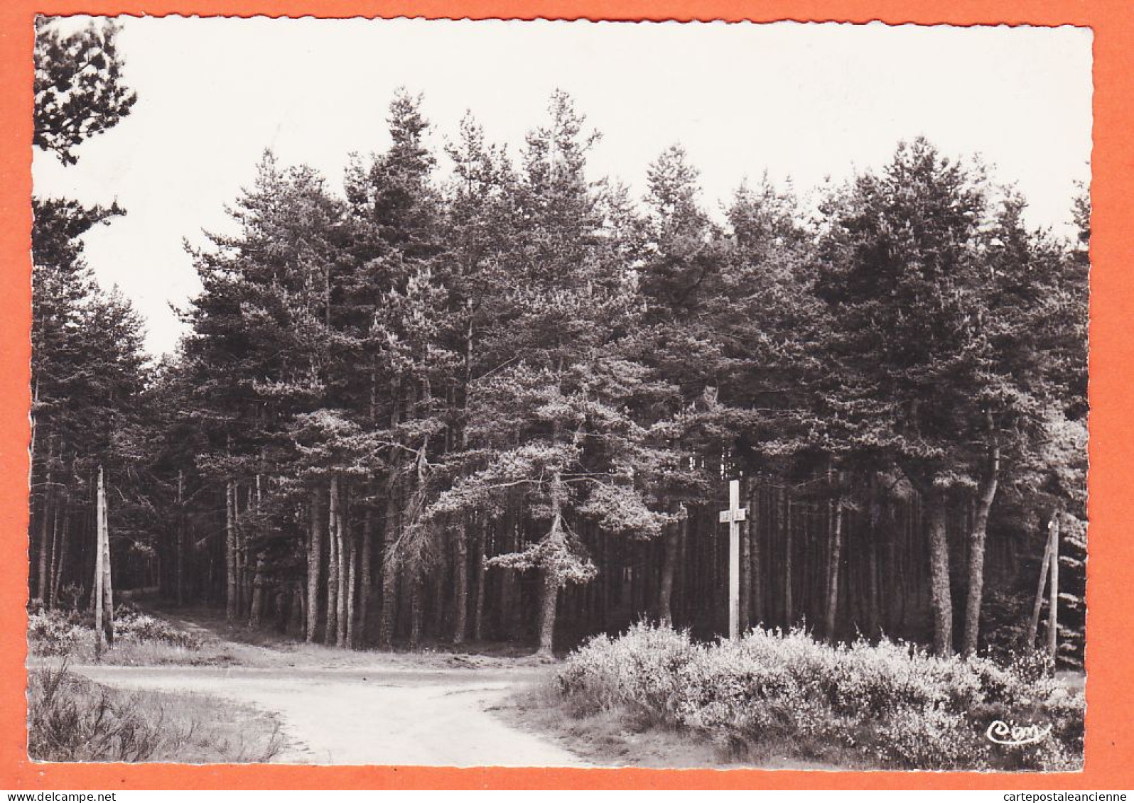 01824 / ⭐ SAINT-AGREVE 07-Ardèche Route ST-JEURE-ANDAURE Coin Foret 1960 ARNAUD Hotel Allées Bras Photo-Bromure COMBIER - Saint Agrève