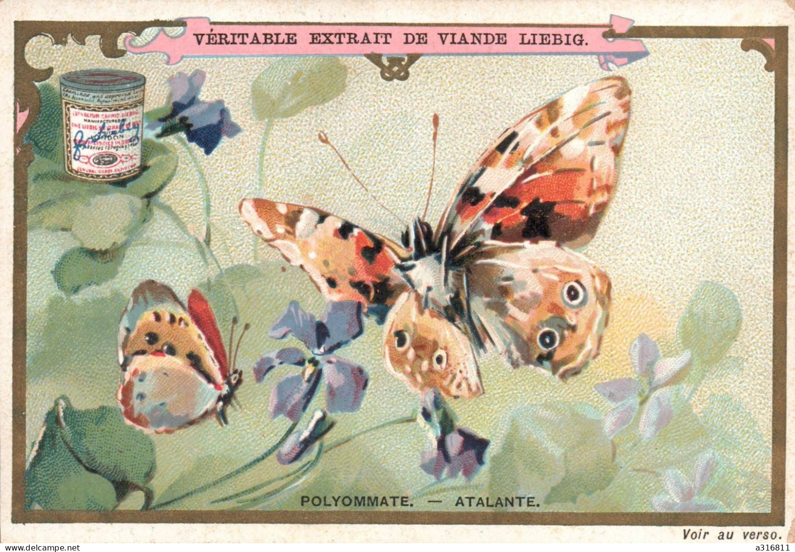 Liebig  Polyommate Atalante - Liebig