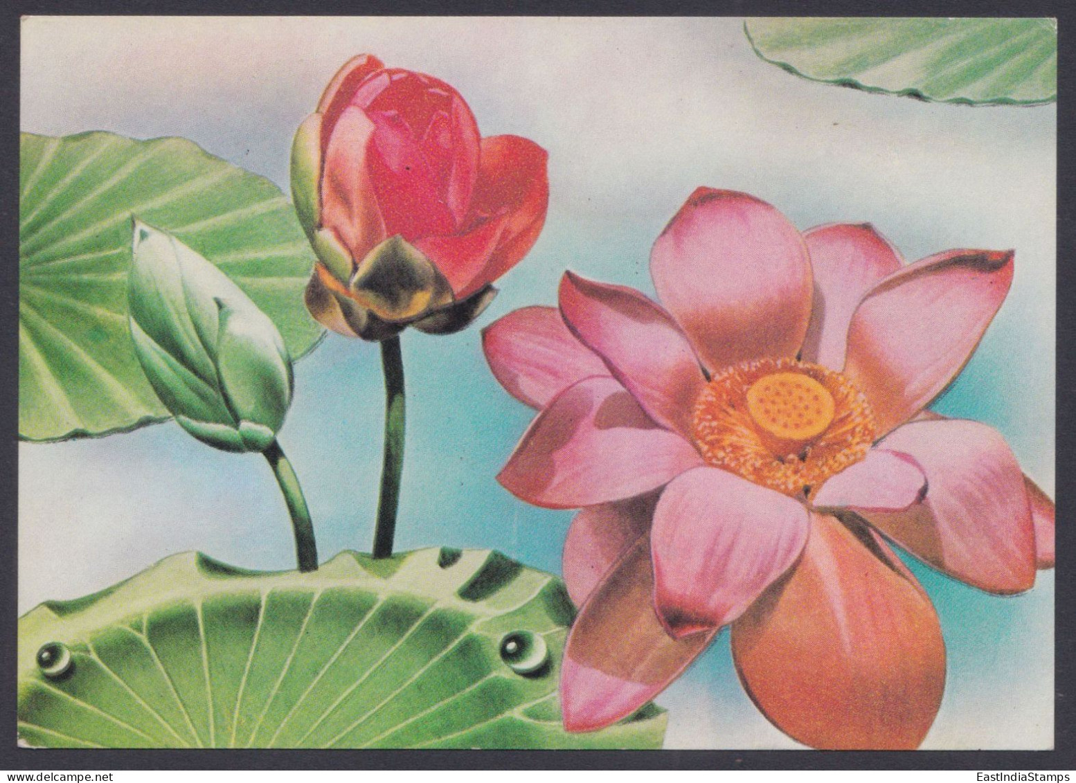 Inde India 1977 Maximum Max Card Lotus, Flower, Flowers - Covers & Documents