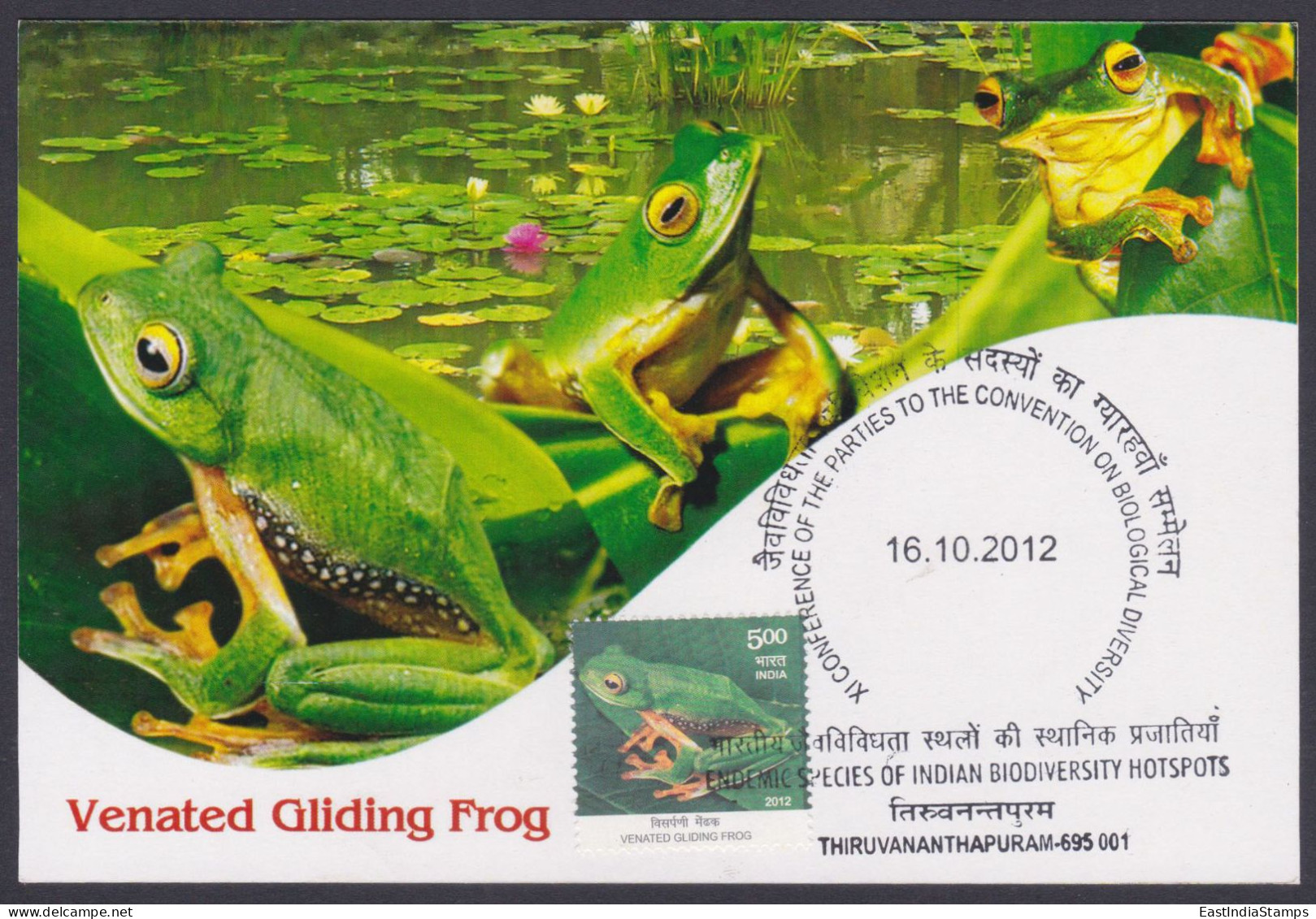 Inde India 2012 Maximum Max Card Venated Gliding Frog, Frogs, Indian Biodiversity, Flower, Flowers - Storia Postale