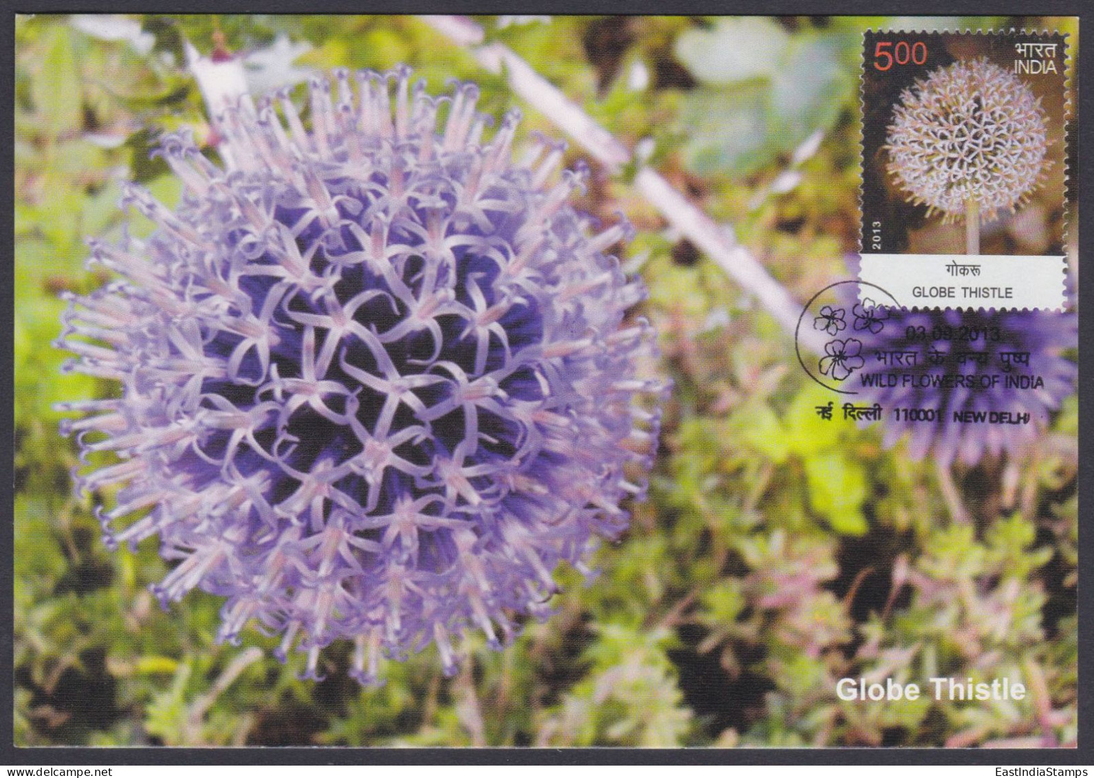 Inde India 2013 Maximum Max Card Globe Thistle, Flower, Flowers, Flora - Lettres & Documents