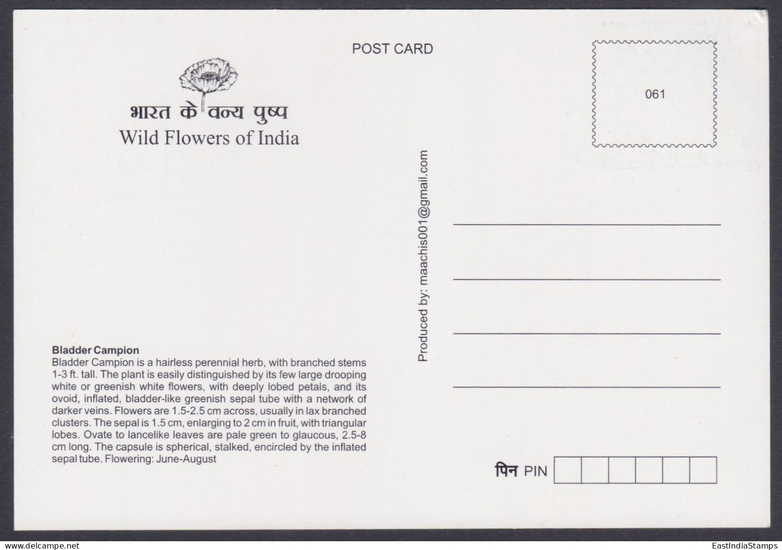 Inde India 2013 Maximum Max Card Bladder Campion, Flower, Flowers, Flora - Lettres & Documents