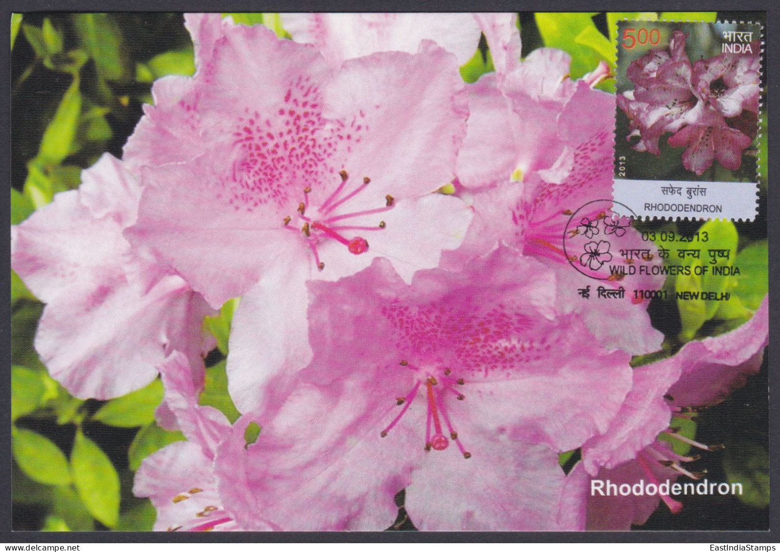 Inde India 2013 Maximum Max Card Rhododendron, Flower, Flowers, Flora - Brieven En Documenten