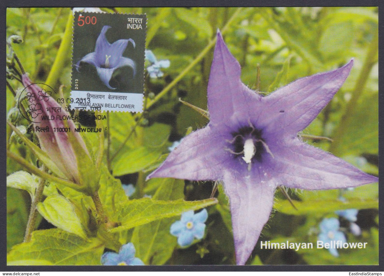 Inde India 2013 Maximum Max Card Himalayan Bellflower, Flower, Flowers, Flora - Cartas & Documentos