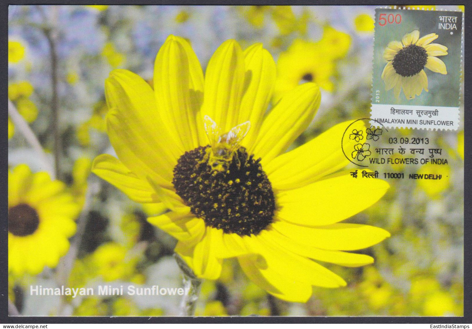 Inde India 2013 Maximum Max Card Himalayan Mini Sunflower, Flower, Flowers, Flora - Lettres & Documents