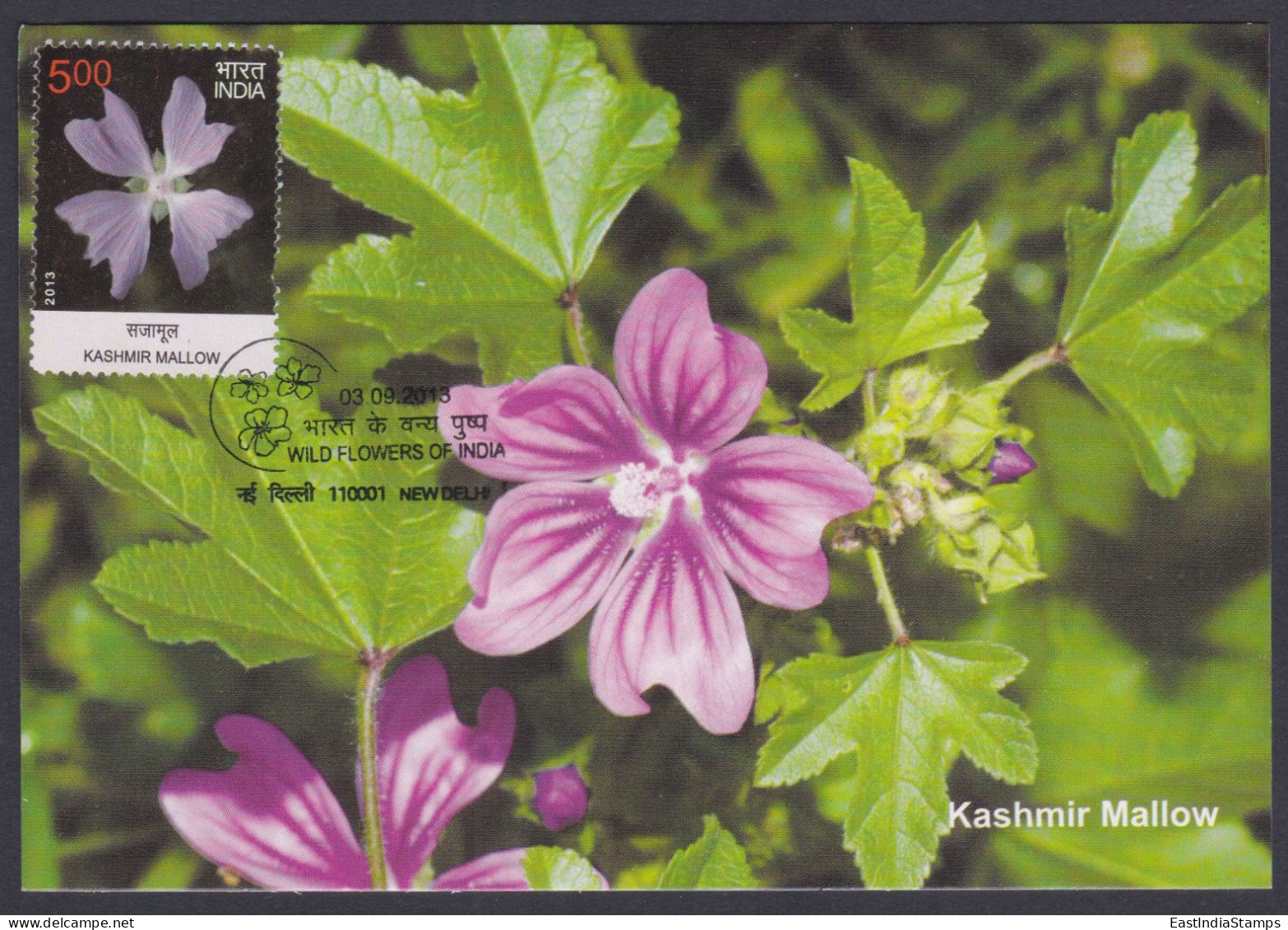 Inde India 2013 Maximum Max Card Kashmir Mallow, Flower, Flowers, Flora - Covers & Documents