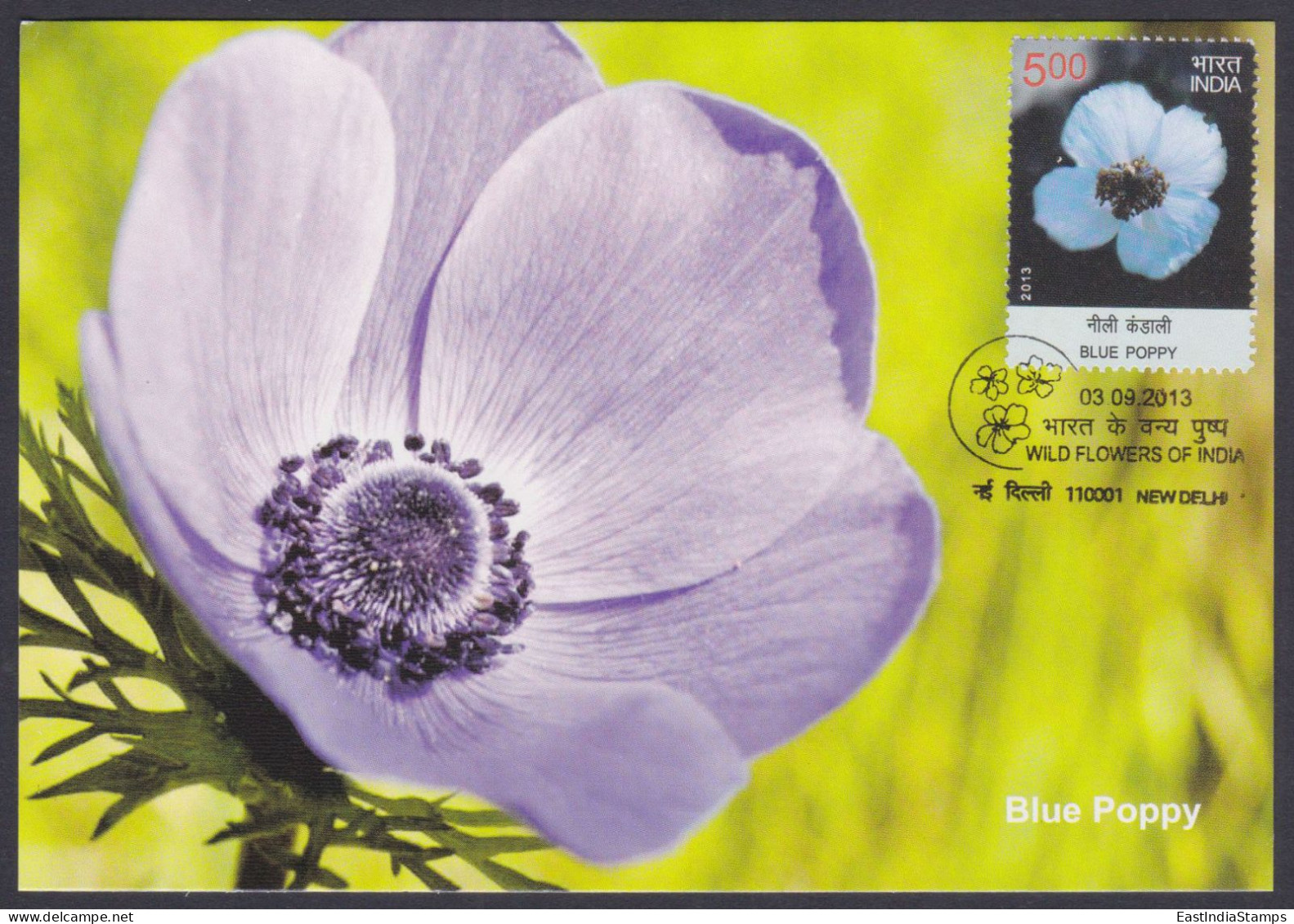 Inde India 2013 Maximum Max Card Blue Poppy, Flower, Flowers, Flora - Cartas & Documentos