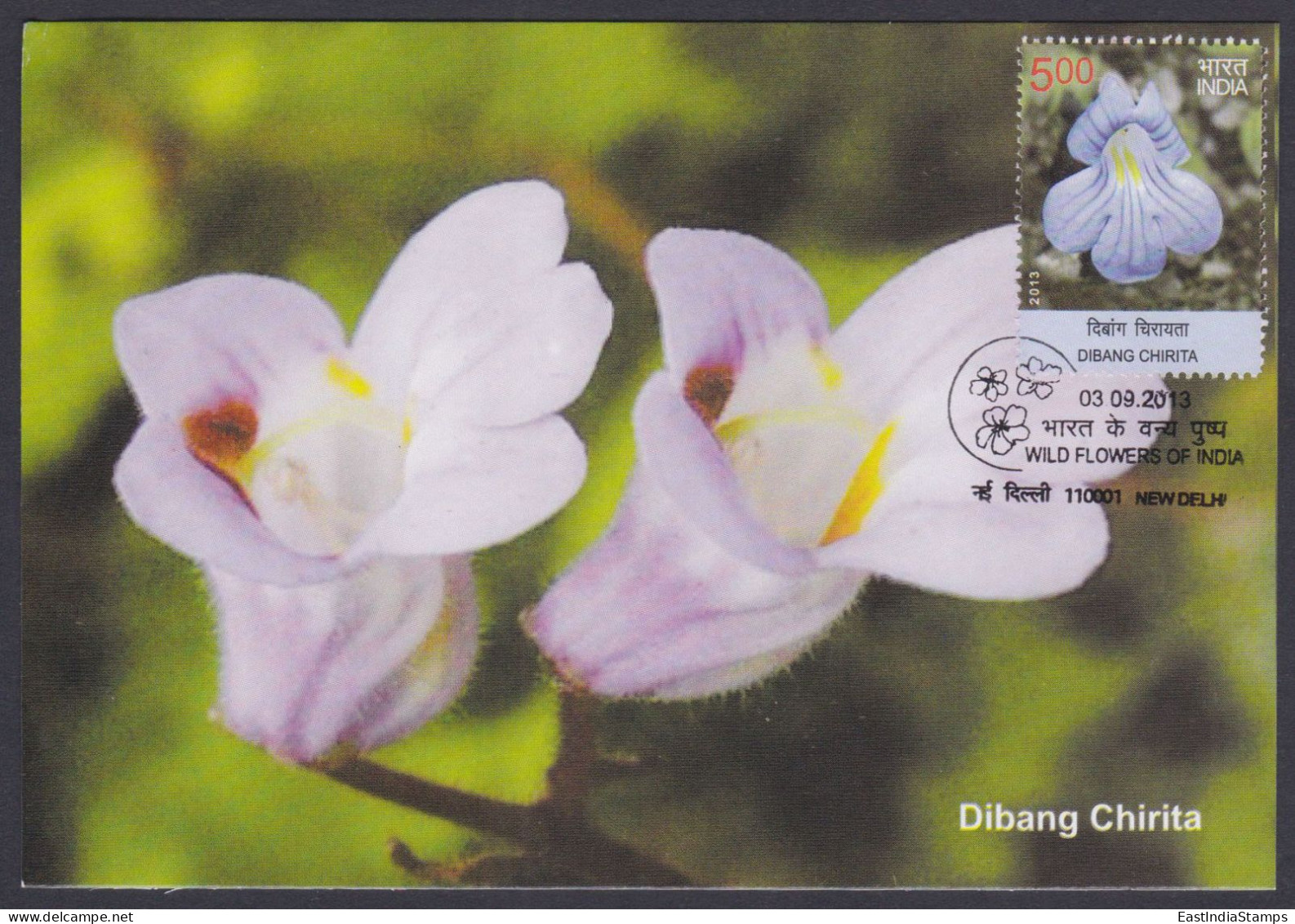 Inde India 2013 Maximum Max Card Dibang Chirita, Flower, Flowers, Flora - Briefe U. Dokumente