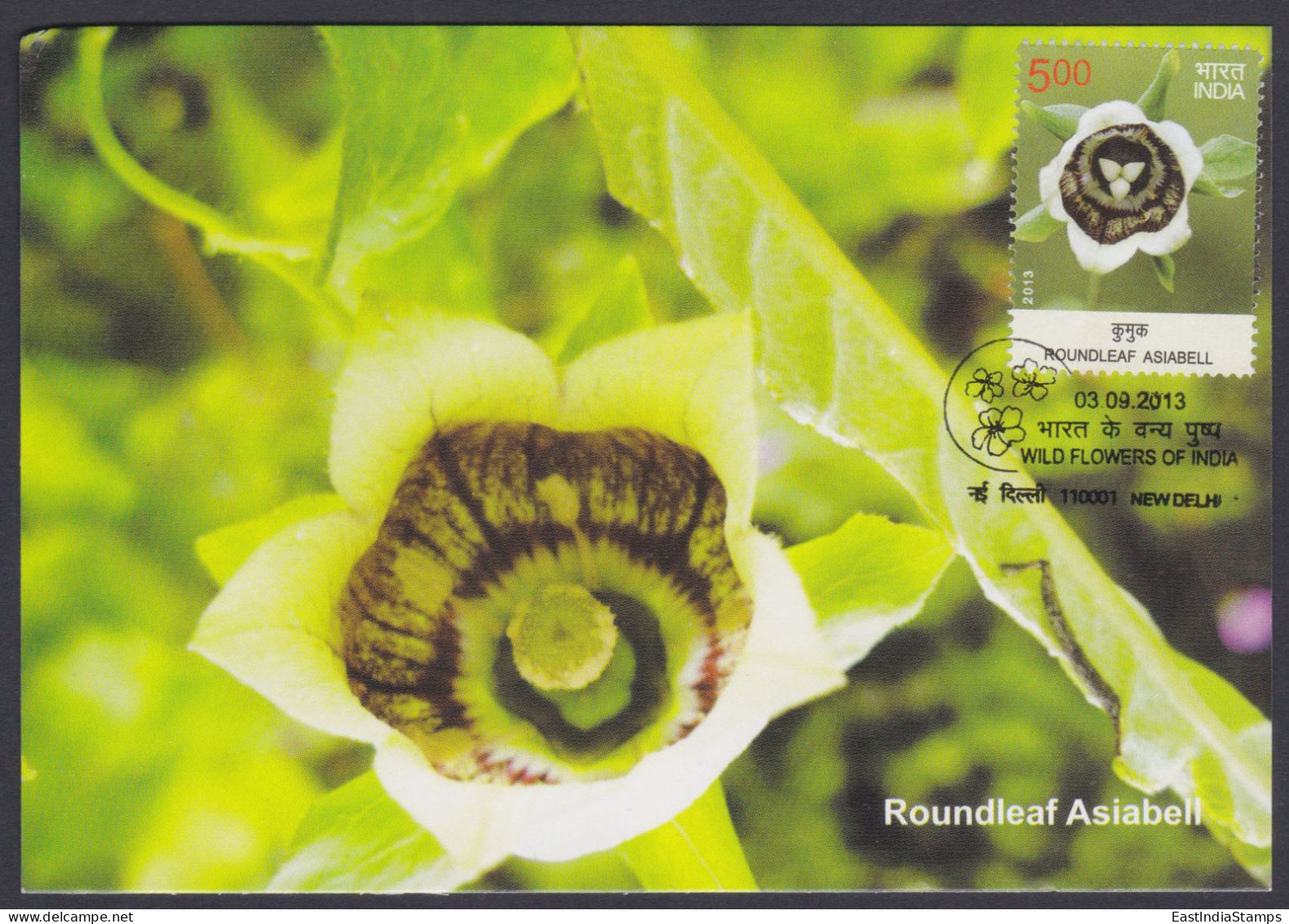 Inde India 2013 Maximum Max Card Roundleaf Asiabell, Flower, Flowers, Flora - Lettres & Documents