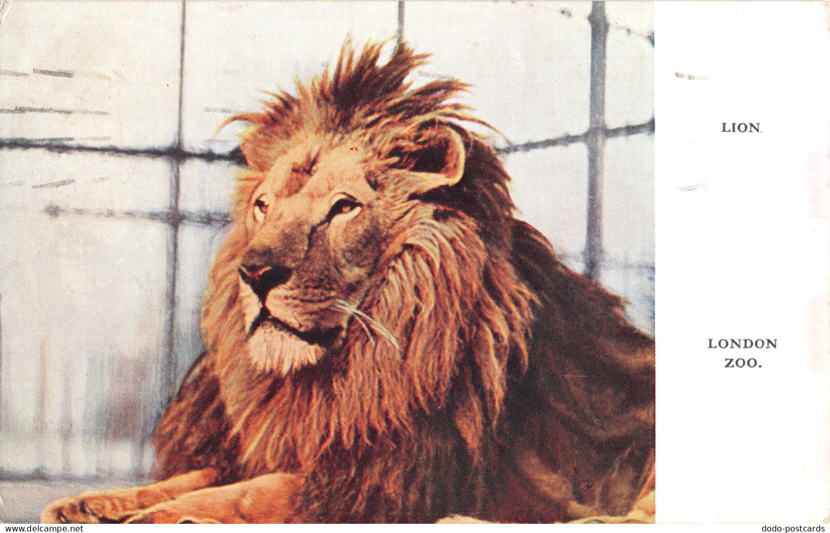 R333822 London Zoo. Lion. Zoological Society Of London. 1937 - Autres & Non Classés
