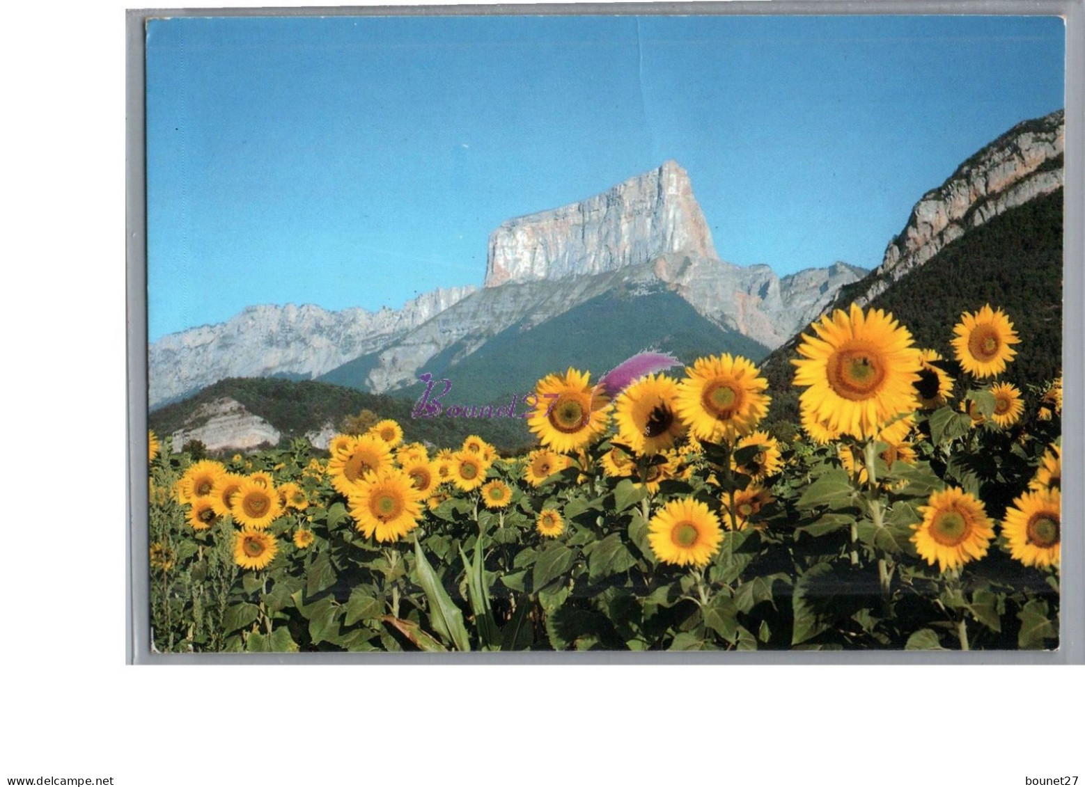 LE MONT AIGUILLE 38 - Vue Générale Prise D'un Champs De Fleur Tournesol - Autres & Non Classés