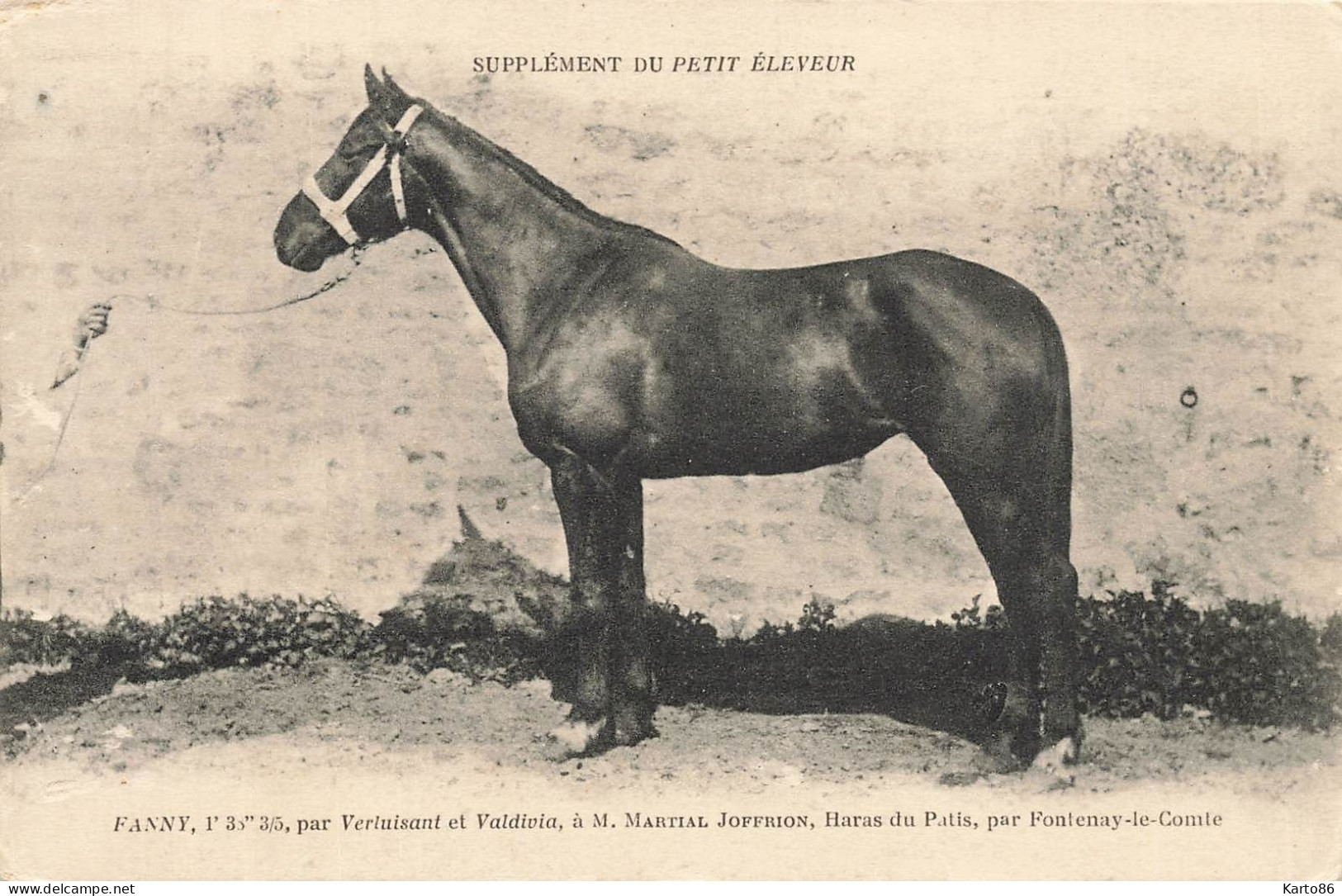 Fontenay Le Comte * Haras Du Patis , Cheval FANNY à M. Martial JOFFRION * Hippisme Hippique équitation - Fontenay Le Comte