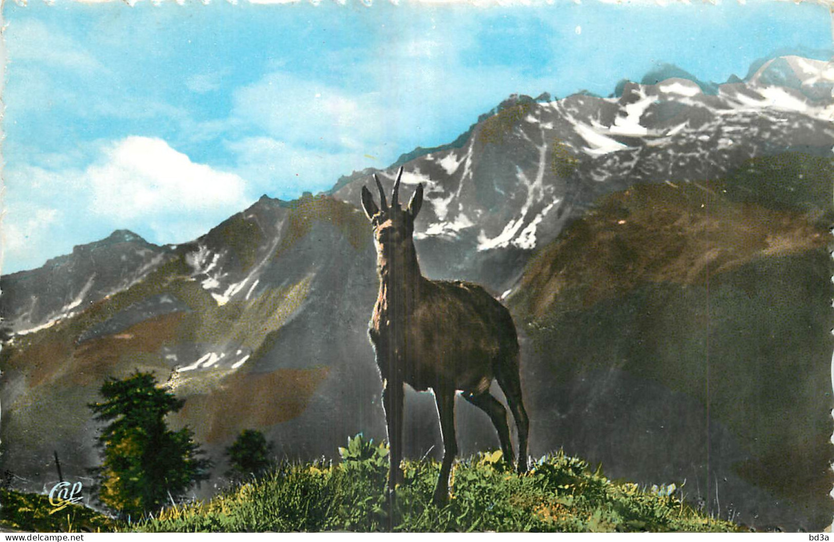 65 - LES PYRENEES - UN ISARD - Other & Unclassified