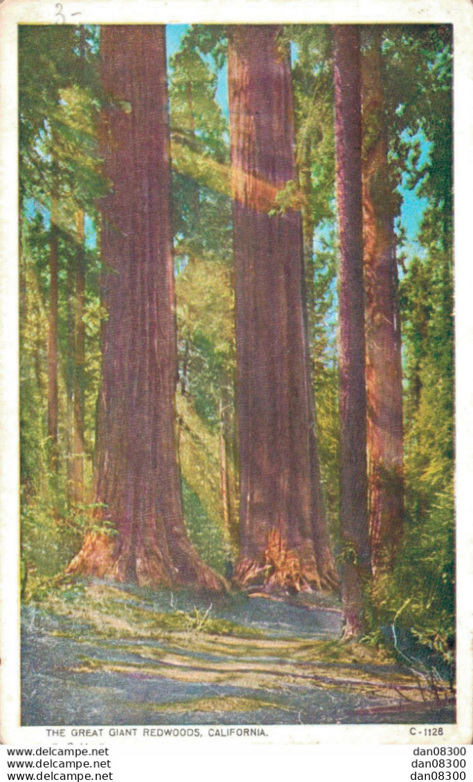 THE FREAT GIANT REDWOODS CALIFORNIA - Autres & Non Classés