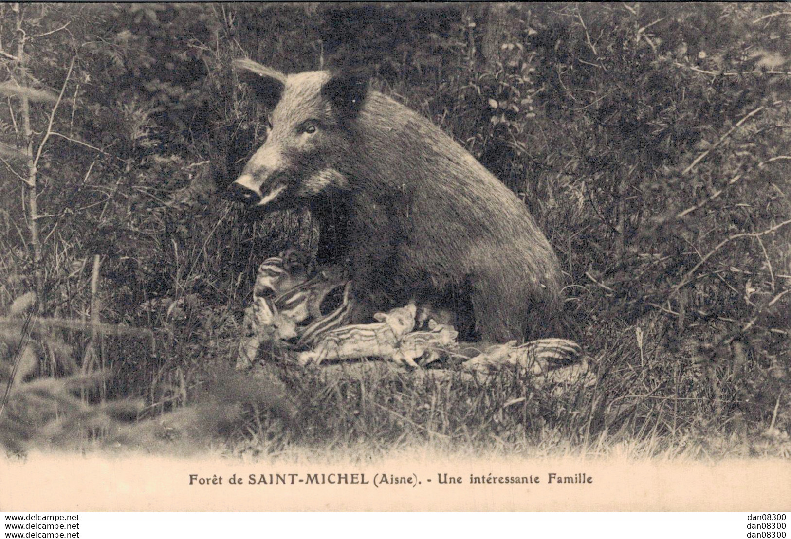 02 FORET DE SAINT MICHEL UNE INTERESSANTE FAMILLE SANGLIER AVEC MARCASSINS TETANT MAMAN - Sonstige & Ohne Zuordnung