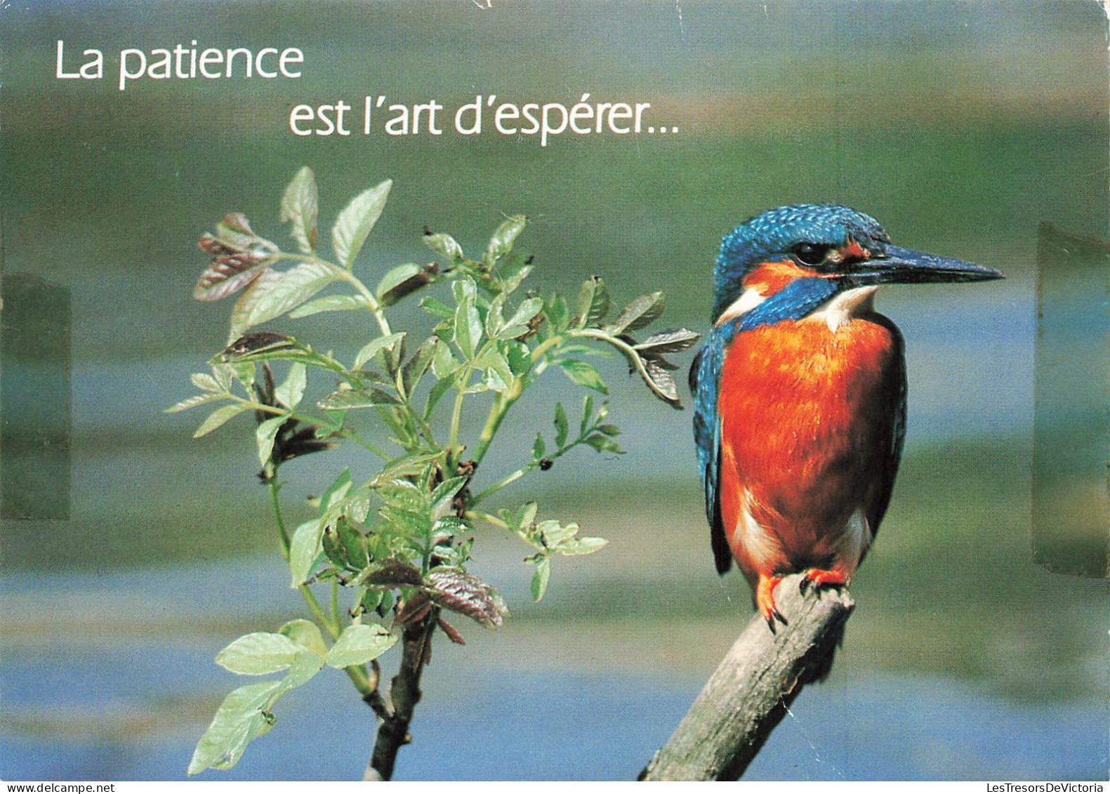 ANIMAUX - Oiseaux - Oiseau Perché Sur Une Branche D'arbre - La Patience Est L'art D'espérer - Carte Postale - Vögel