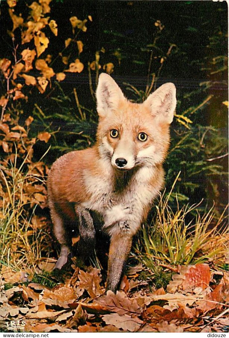 Animaux - Renards - Fox - CPM - Voir Scans Recto-Verso - Other & Unclassified