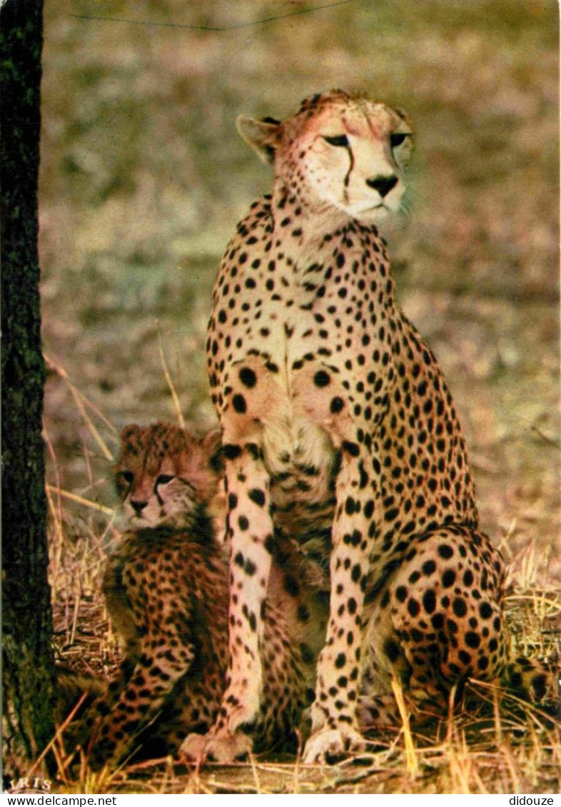 Animaux - Fauves - Guépard - Faune Africaine - Cheetah - CPM - Carte Neuve - Voir Scans Recto-Verso - Otros & Sin Clasificación