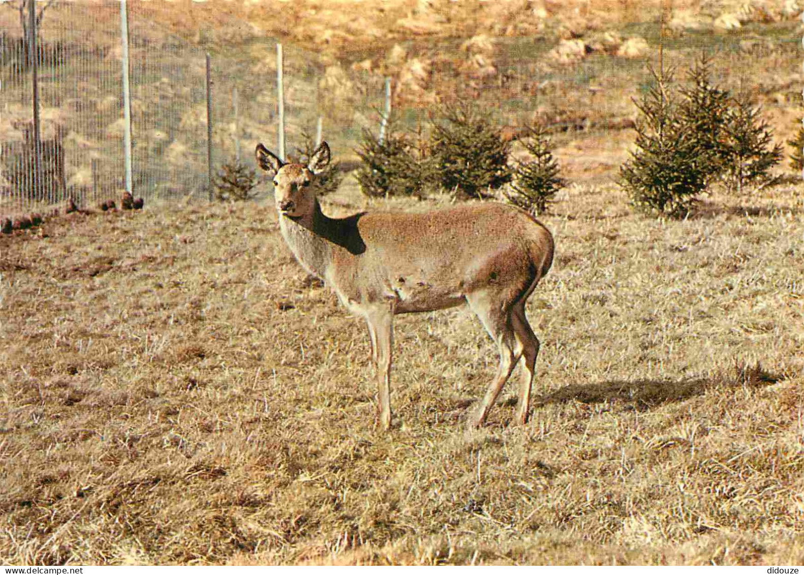 Animaux - Cervidés - Biche De Cerf Royal - Carte Dentelée - CPSM Grand Format - Carte Neuve - Voir Scans Recto-Verso - Autres & Non Classés