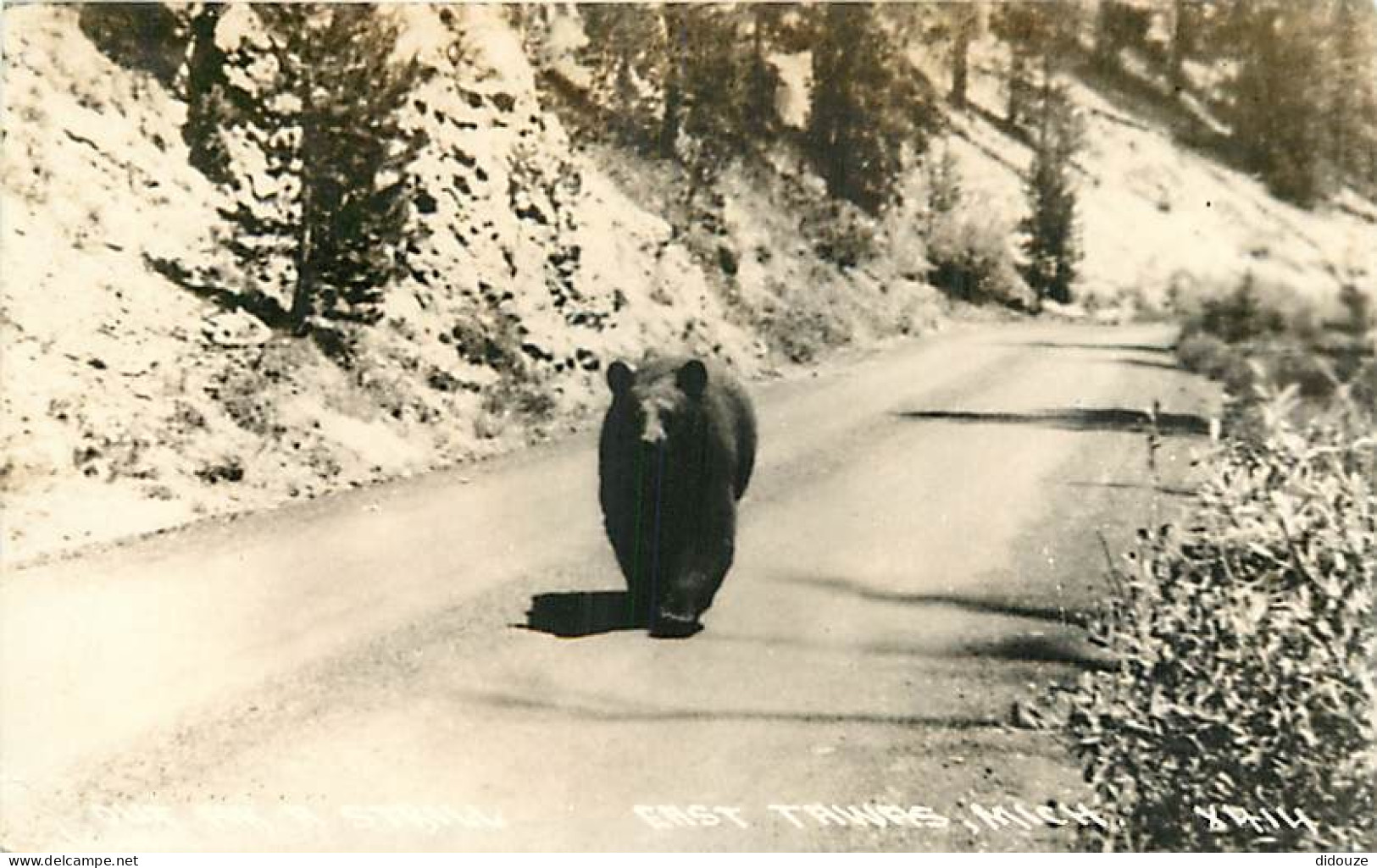 Animaux - Ours - East Tawas Mich - Bear - CPSM Format CPA - Voir Scans Recto-Verso - Bears