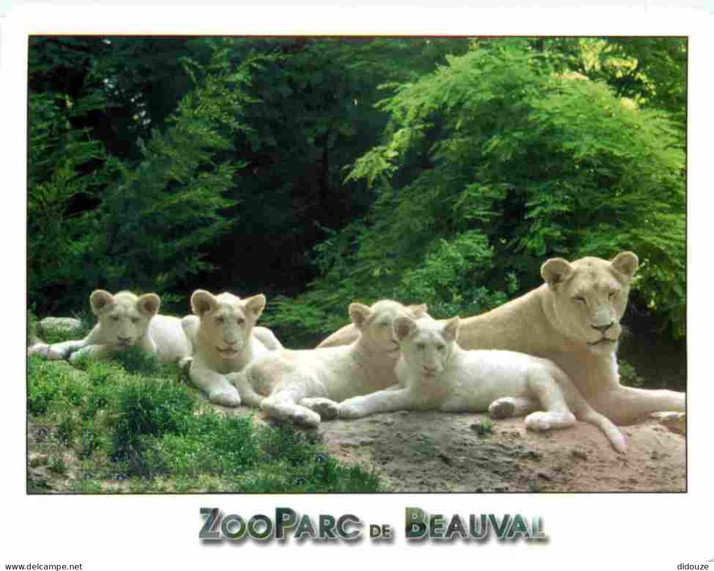 Animaux - Fauves - Lion - Zoo De Beauval - Makalali Femelle Lion Blanc Et Ses Quatre Petits Nés à Beauval - CPM - Carte  - Leeuwen