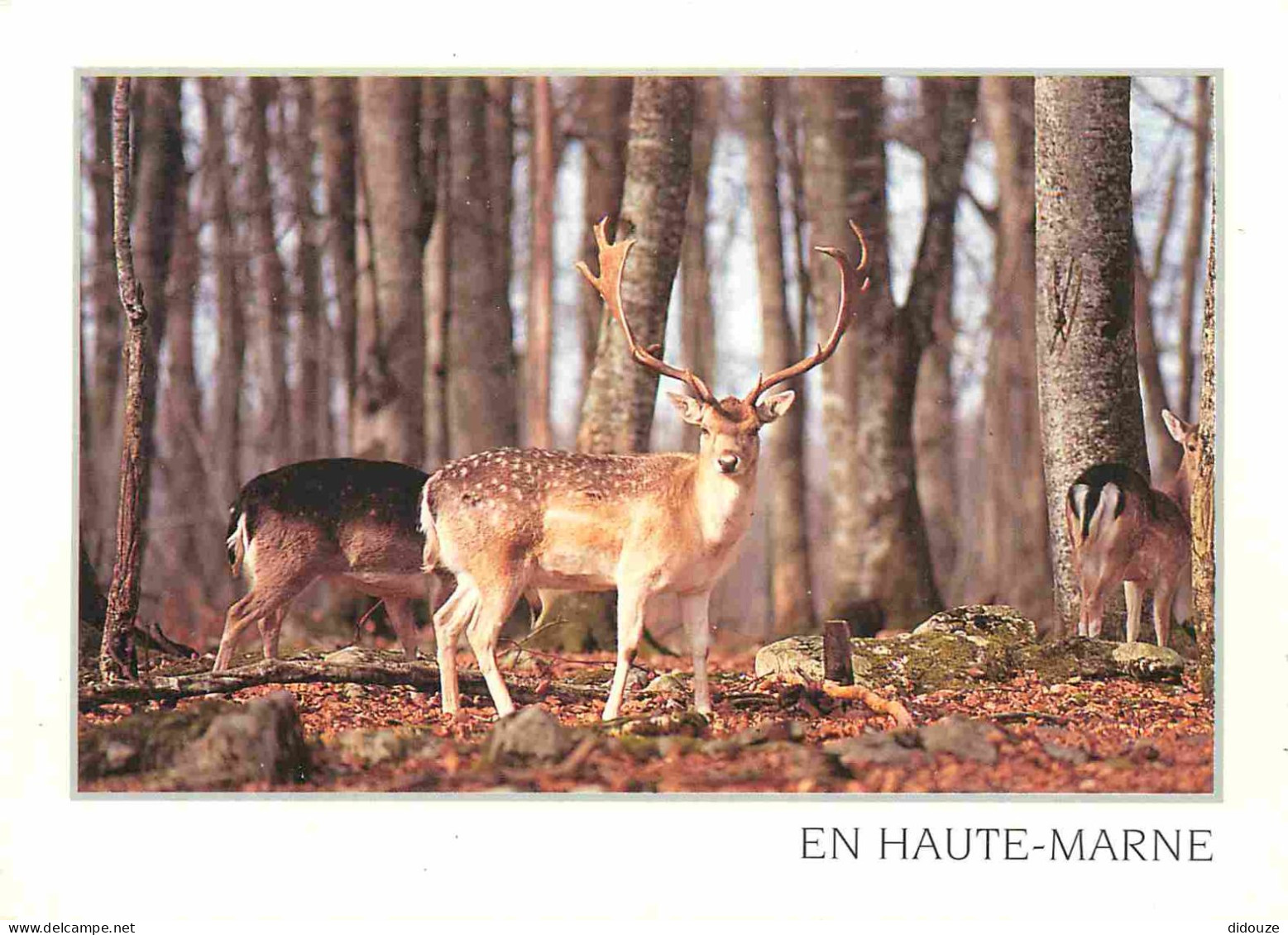 Animaux - Cervidés - Haute Marne - Cerf Et Biches - CPM - Carte Neuve - Voir Scans Recto-Verso - Autres & Non Classés