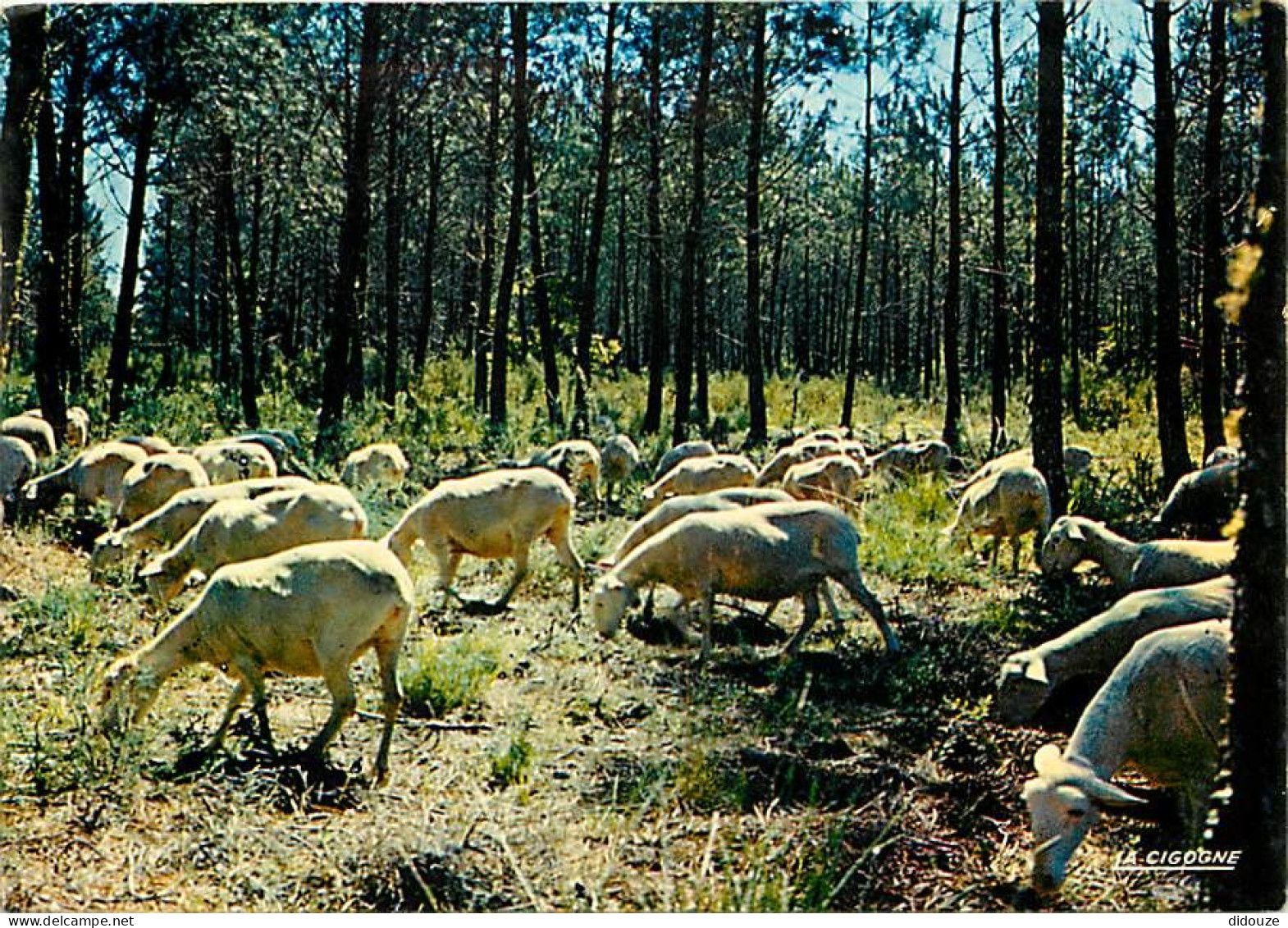 Animaux - Moutons - Moutons En Forêt Dans Les Landes - CPM - Voir Scans Recto-Verso - Sonstige & Ohne Zuordnung