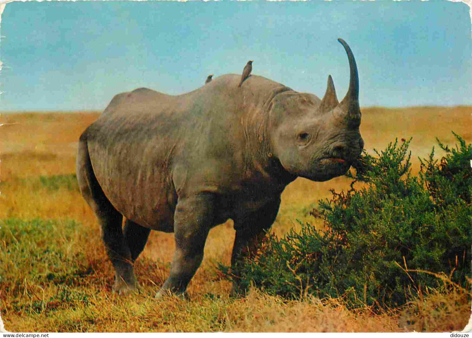 Animaux - Rhinocéros - Afrique - Carte Dentelée - CPSM Grand Format - Voir Scans Recto-Verso - Andere & Zonder Classificatie