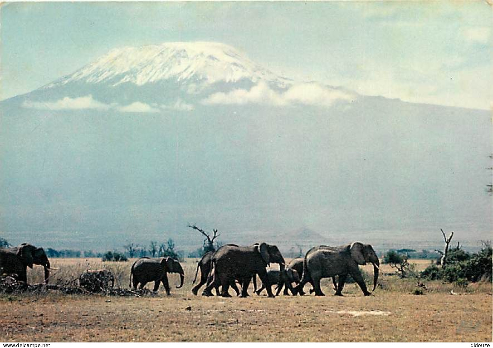 Animaux - Eléphants - East Africa - éléphanteau - CPM - Voir Scans Recto-Verso - Éléphants