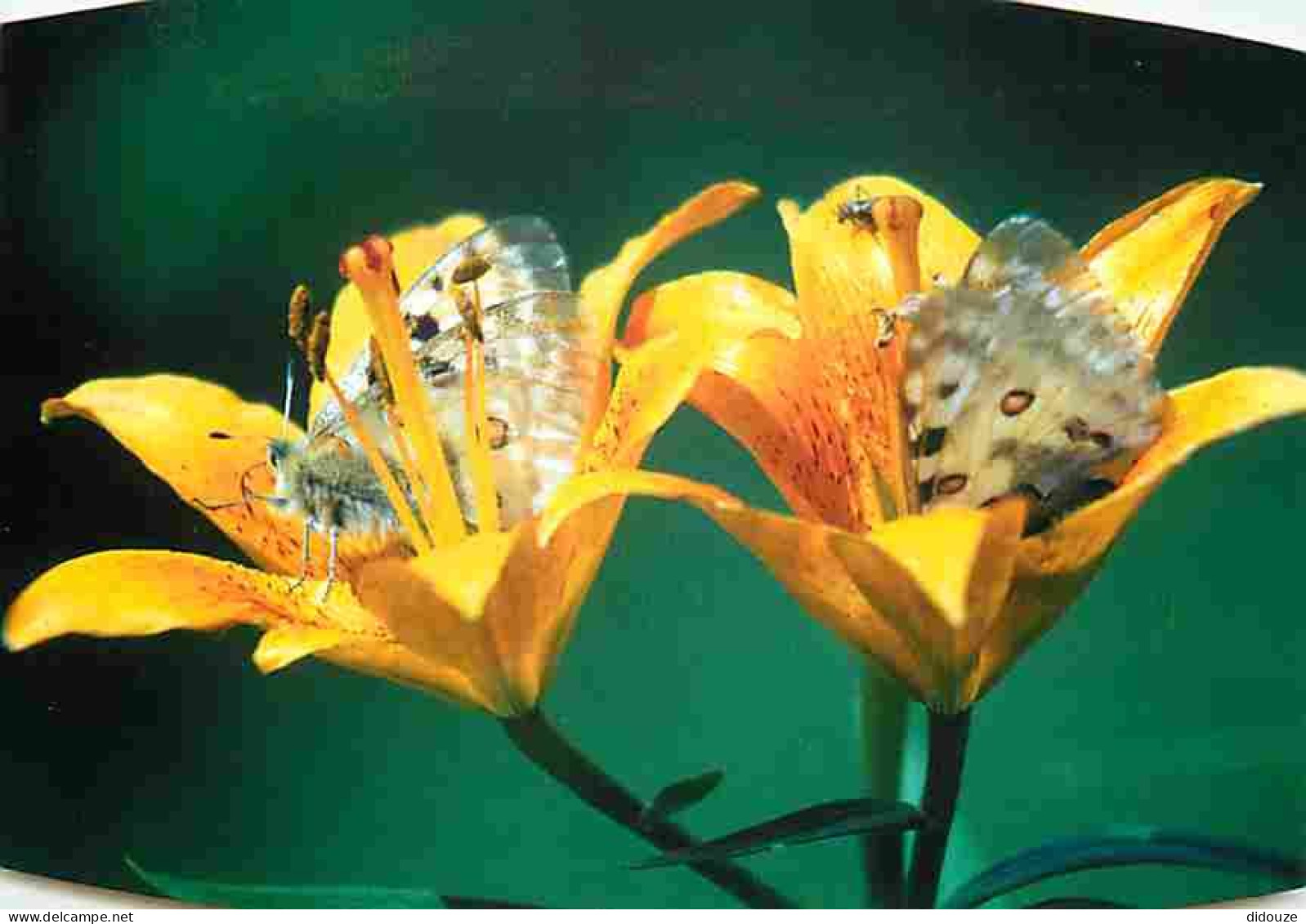 Animaux - Papillons - Alpes Du Sud - Parnassius Appollo - Fleurs - Lys Orangé - CPM - Voir Scans Recto-Verso - Papillons