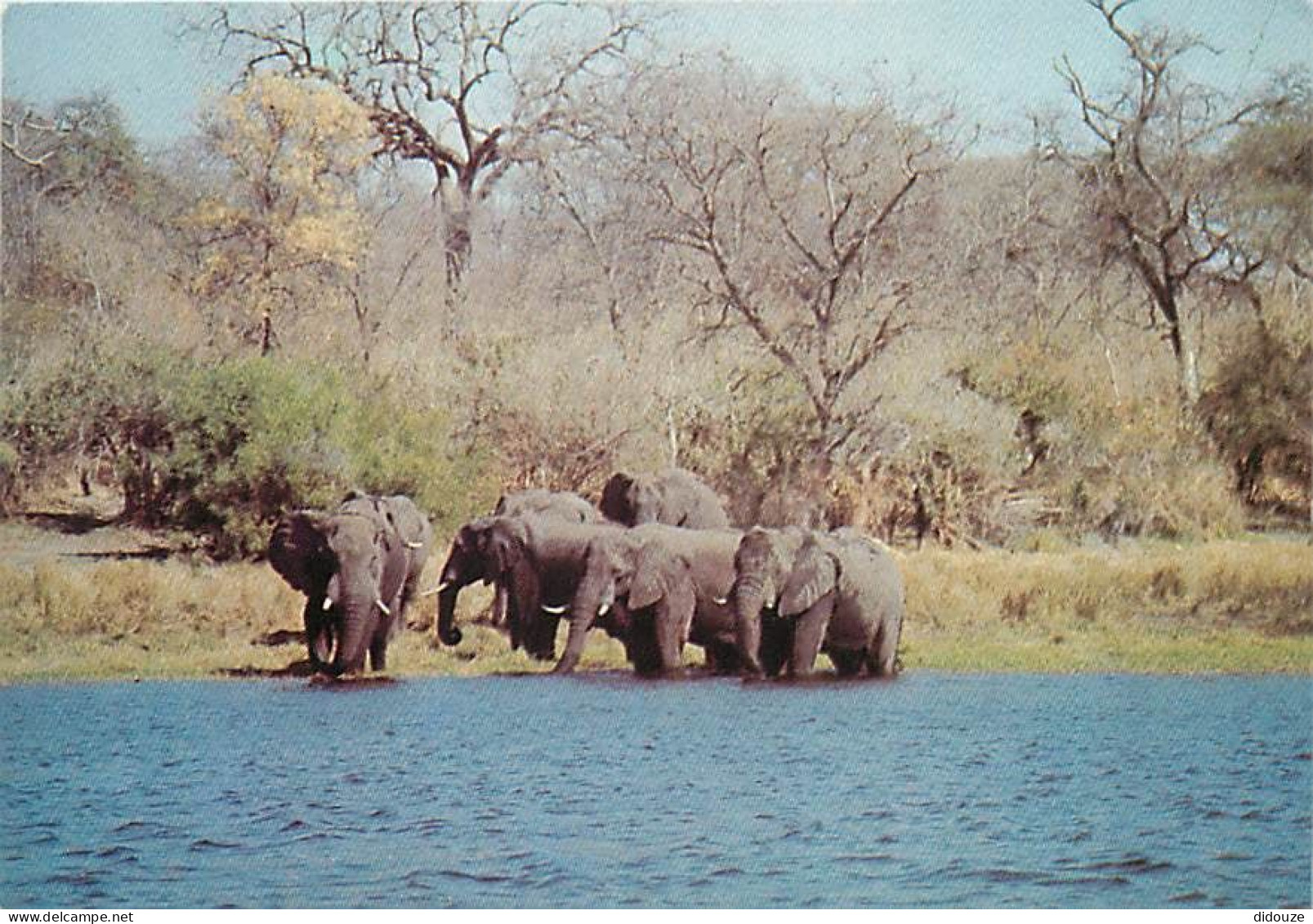 Animaux - Eléphants - Zimbabwe - Elephant On Edge Of Lake Kariba - Afrique Noire - Voir Timbre - CPM - Voir Scans Recto- - Éléphants