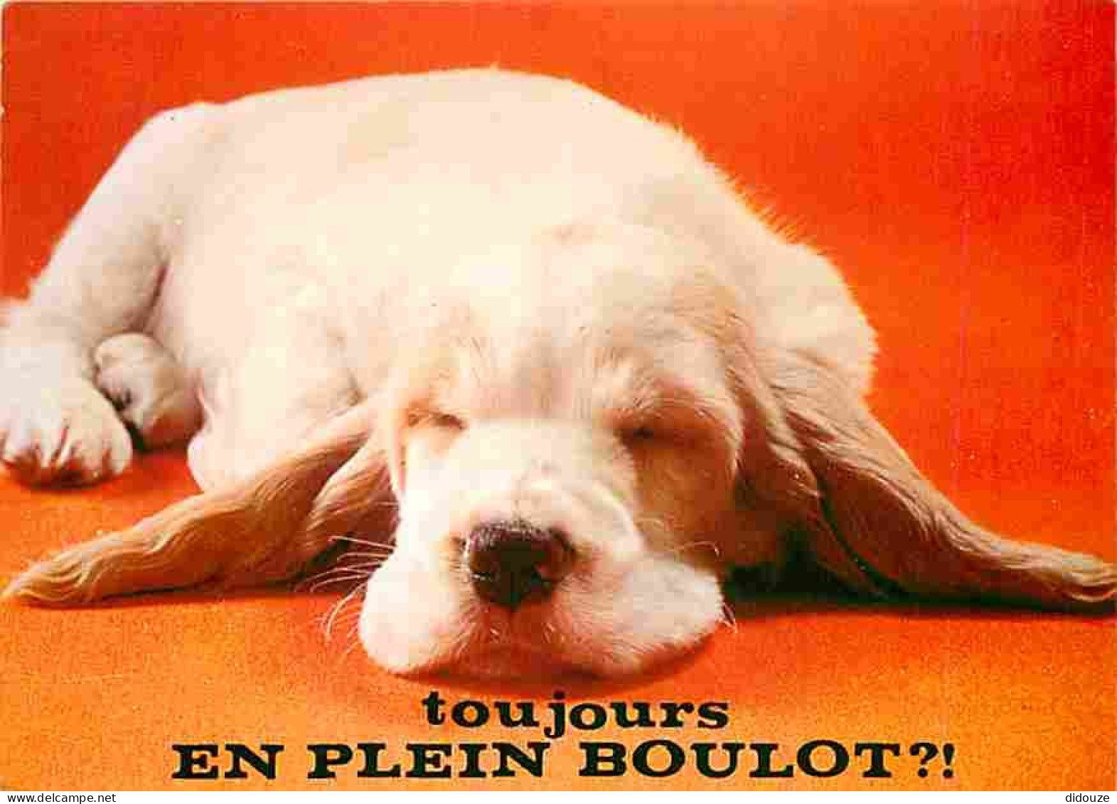 Animaux - Chiens - Cocker - Carte Humoristique - CPM - Voir Scans Recto-Verso - Honden