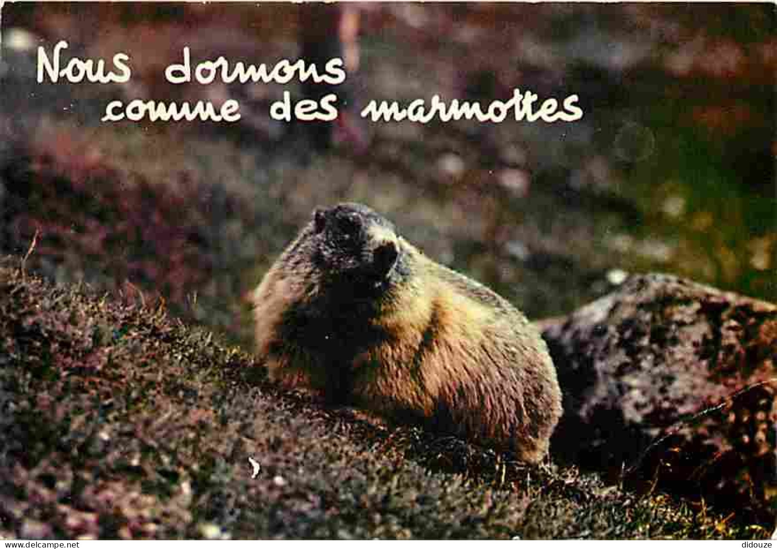 Animaux - Marmottes - CPM - Voir Scans Recto-Verso - Andere & Zonder Classificatie