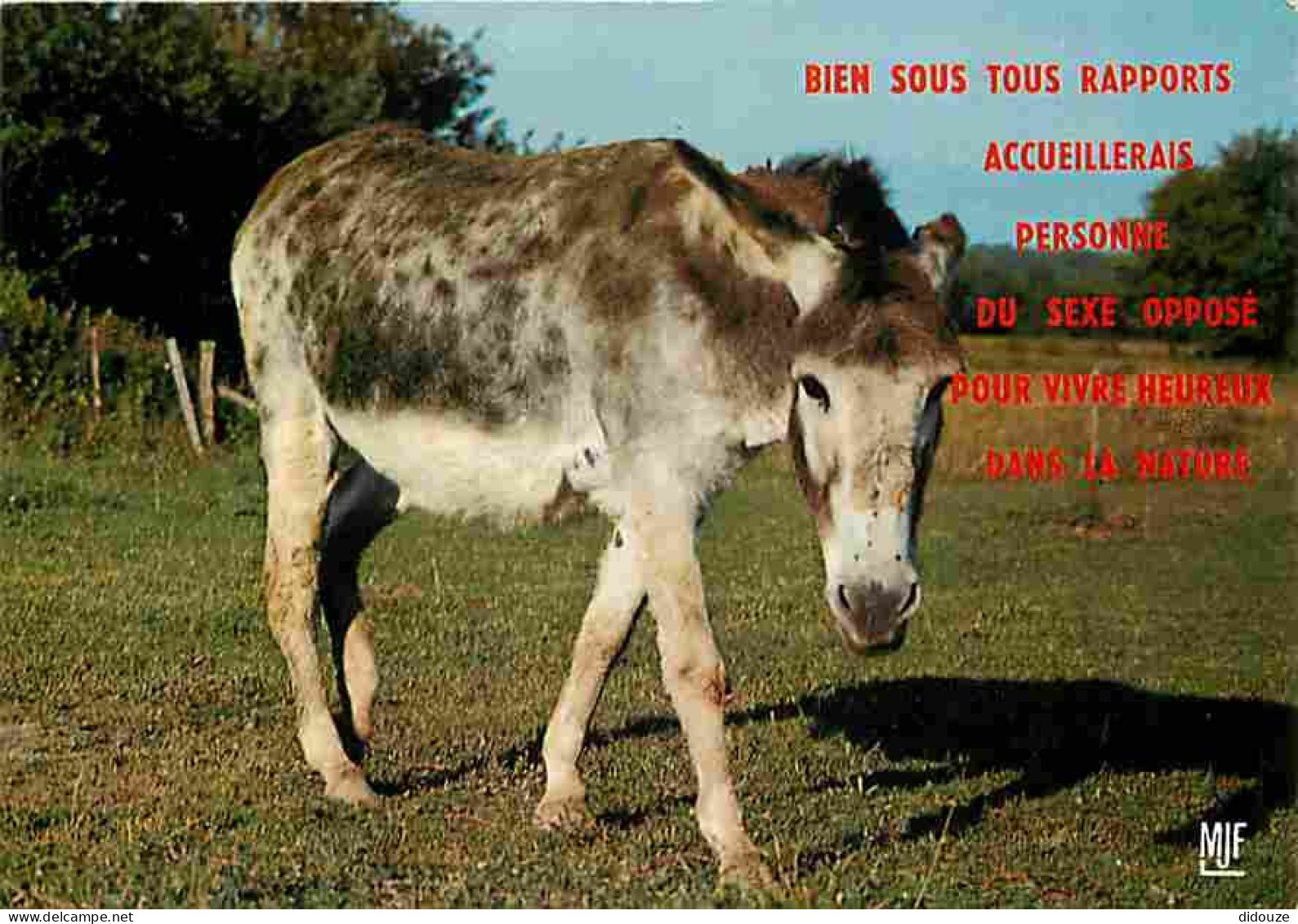 Animaux - Anes - Carte Humoristique - Carte Neuve - CPM - Voir Scans Recto-Verso - Asino