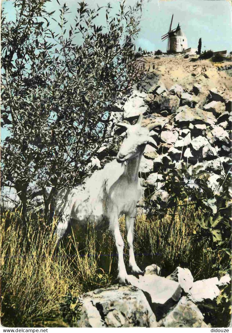 Animaux - Chèvres - Provence - Fontvieille - Le Moulin De Alphonse Daudet Et La Chèvre De Mr Seguin - CPM - Voir Scans R - Andere & Zonder Classificatie