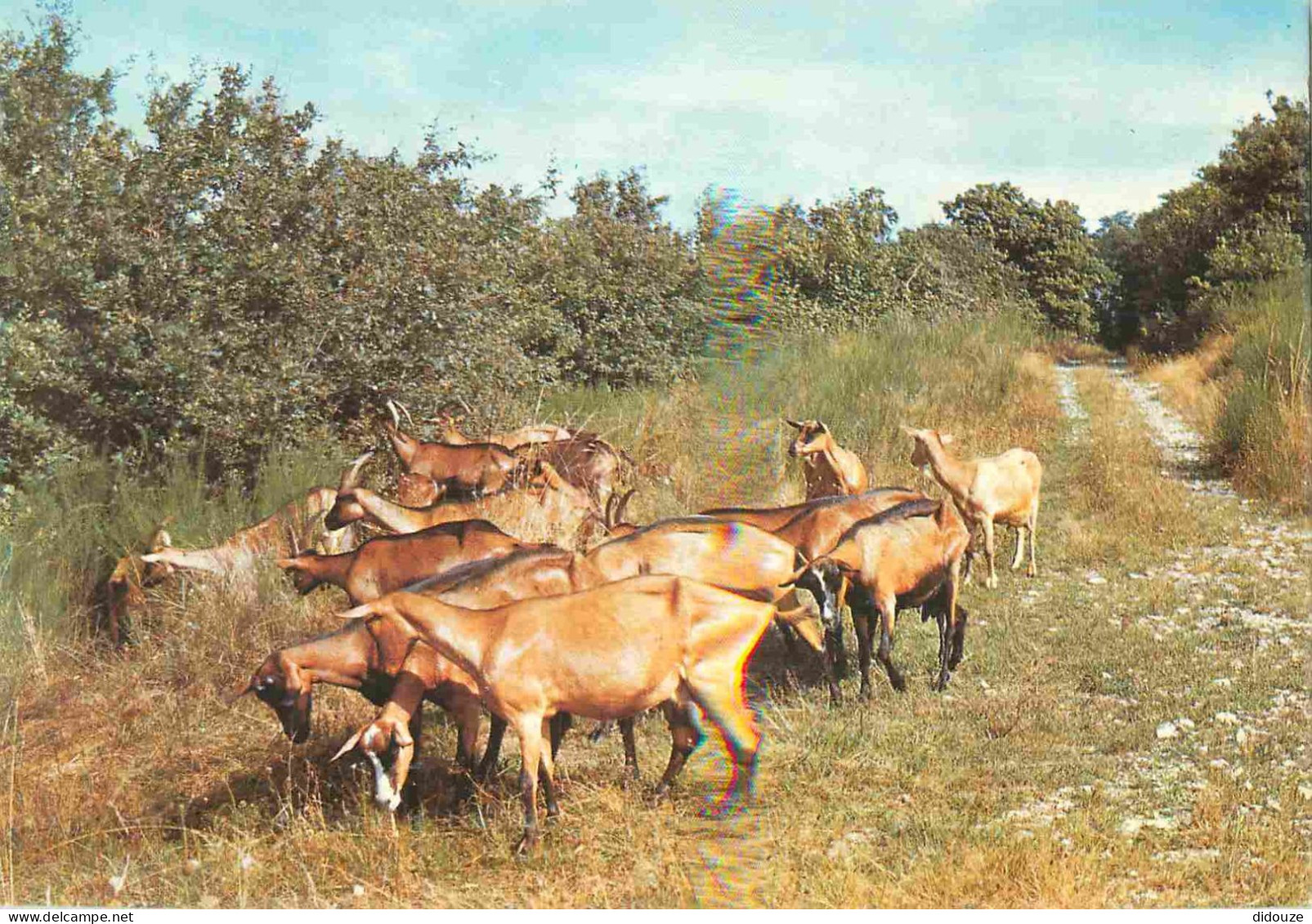 Animaux - Chèvres - Carte Publicitaire Super Marché Stop Affaire Le Coteau - CPM - Voir Scans Recto-Verso - Andere & Zonder Classificatie