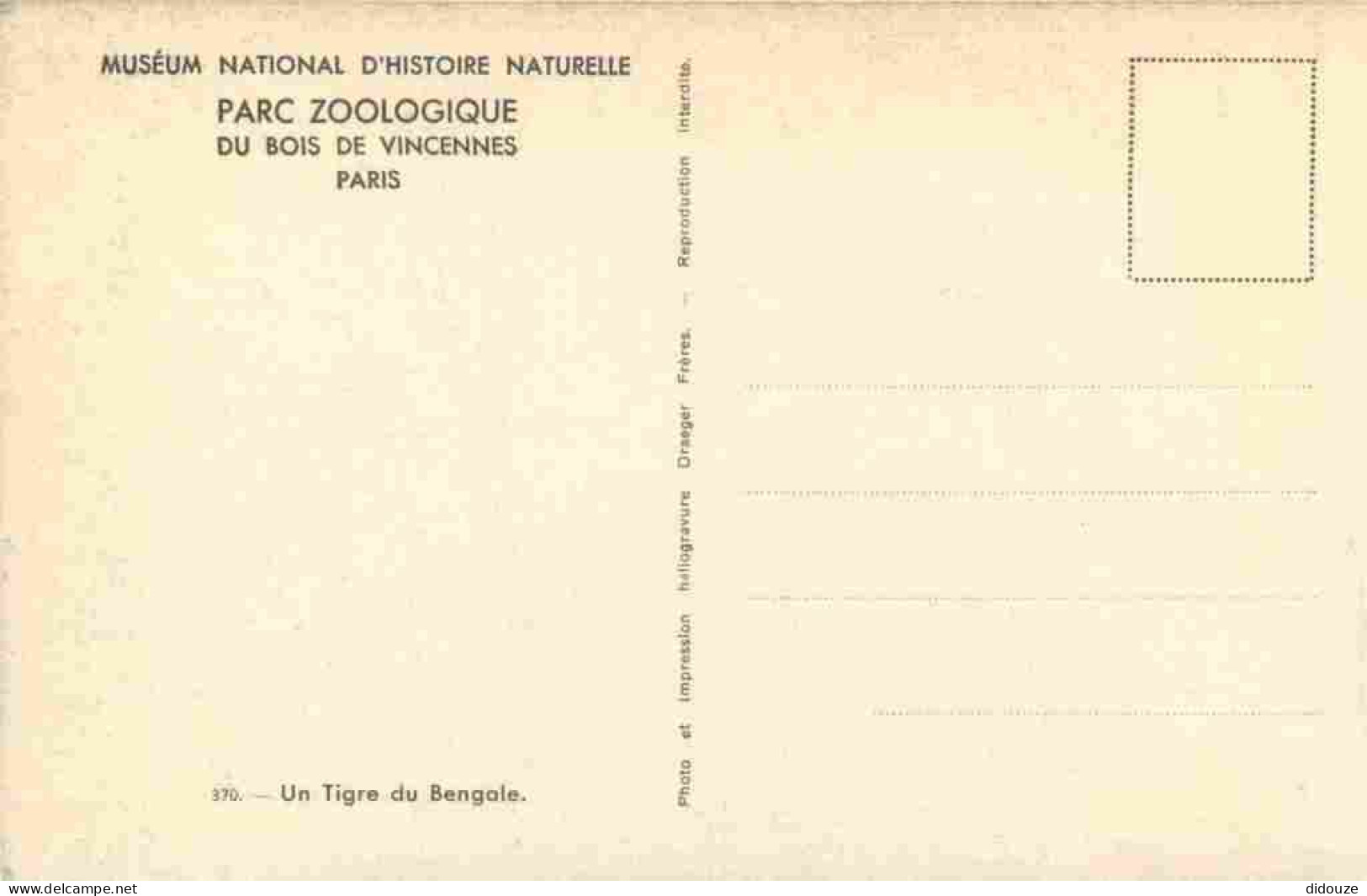 Animaux - Fauves - Tigre - Tigre Du Bengale - Museum National D'Histoire Naturelle - Parc Zoologique Du Bois De Vincenne - Tigri