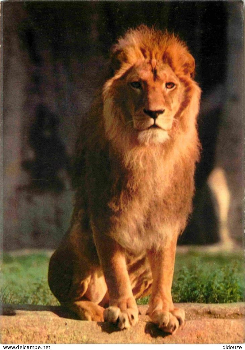 Animaux - Fauves - Lion - Museum National D'Histoire Naturelle - Parc Zoologique De Paris - Zoo - CPM - Voir Scans Recto - Lions