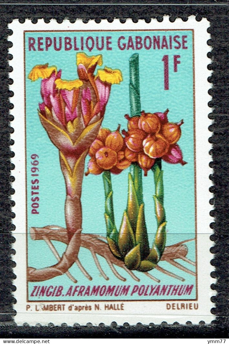 Fleurs : Zingib Aframomum Polyanthum - Gabon (1960-...)