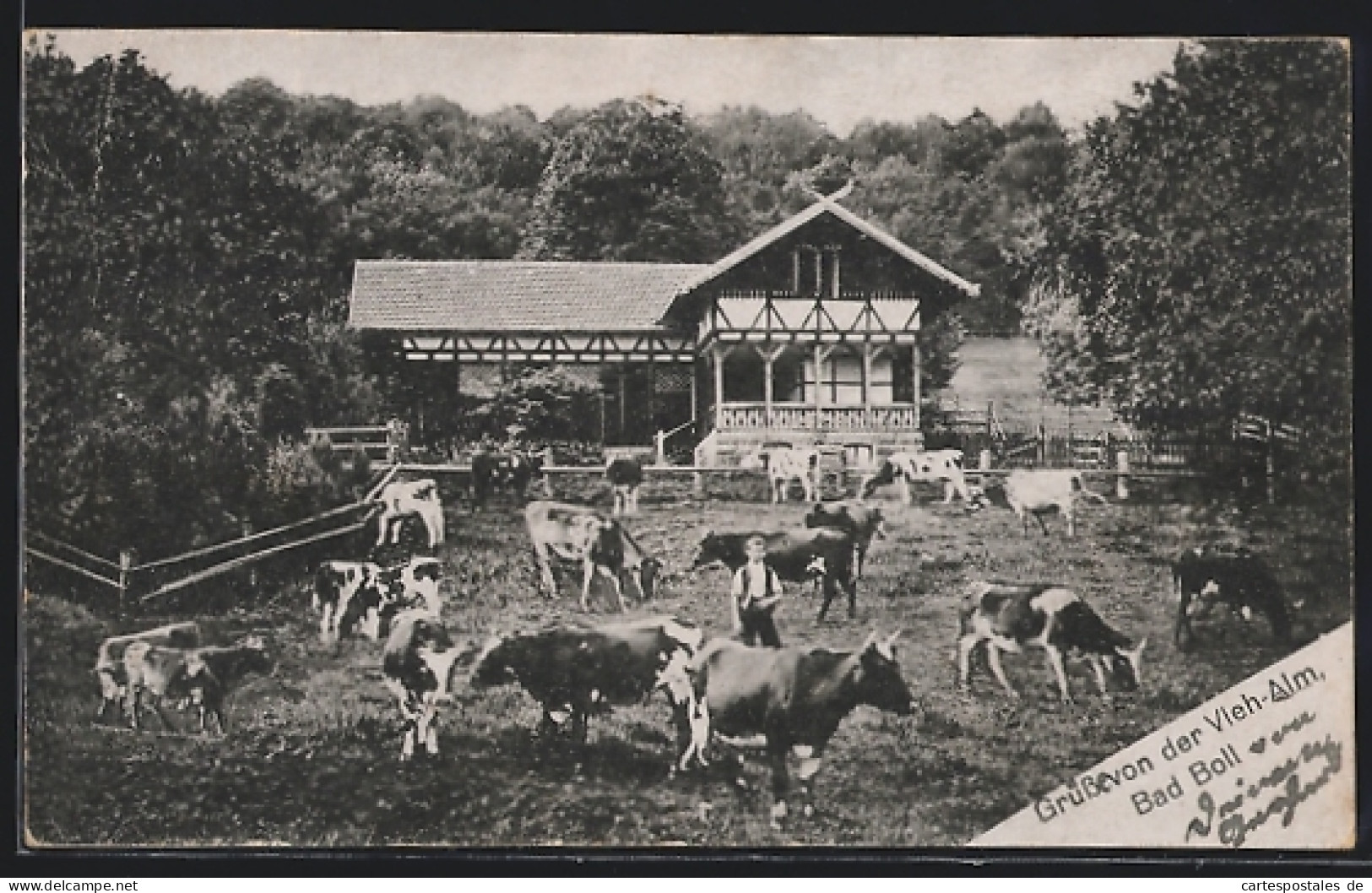 AK Bad Boll, Gasthaus Zur Vieh-Alm Mit Kühen Auf Der Weide  - Autres & Non Classés