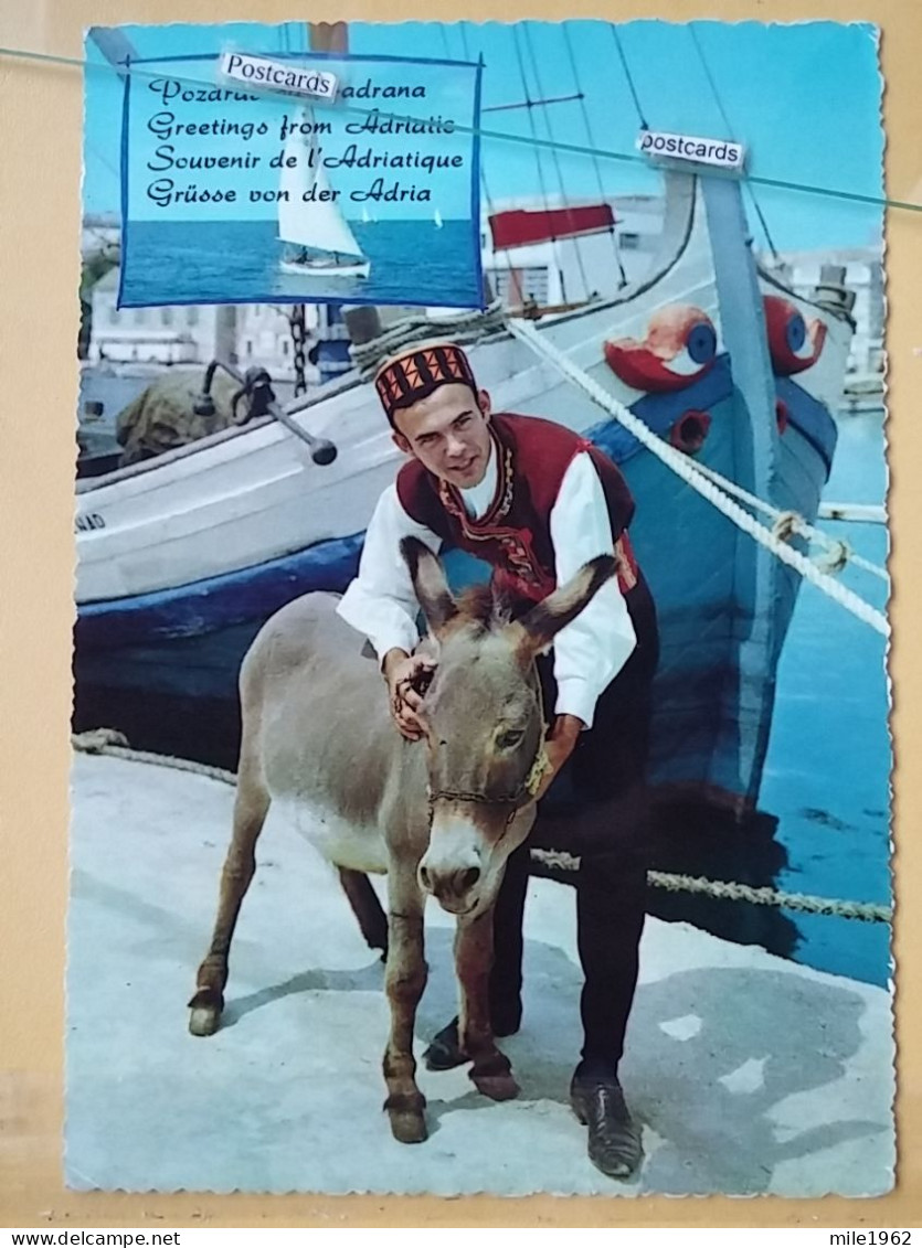 KOV 506-29 -  DONKEY, ANE, JADRAN, CROATIA - Esel