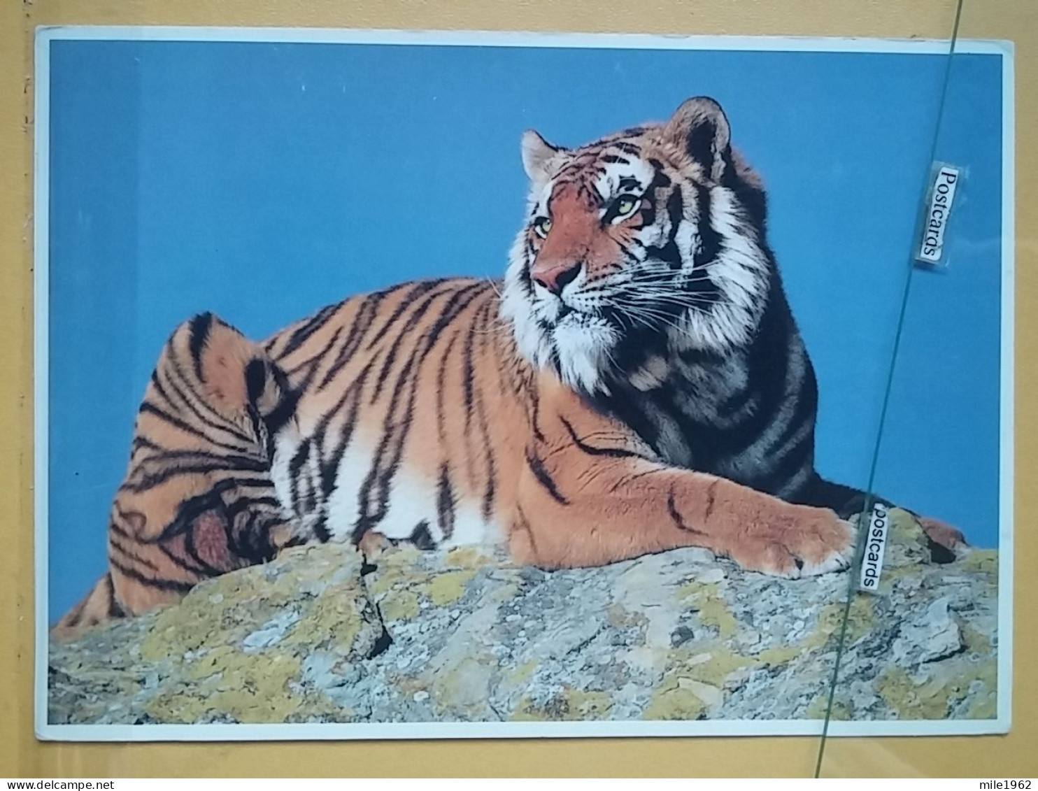 KOV 506-28 - TIGER, TIGRE - Other & Unclassified