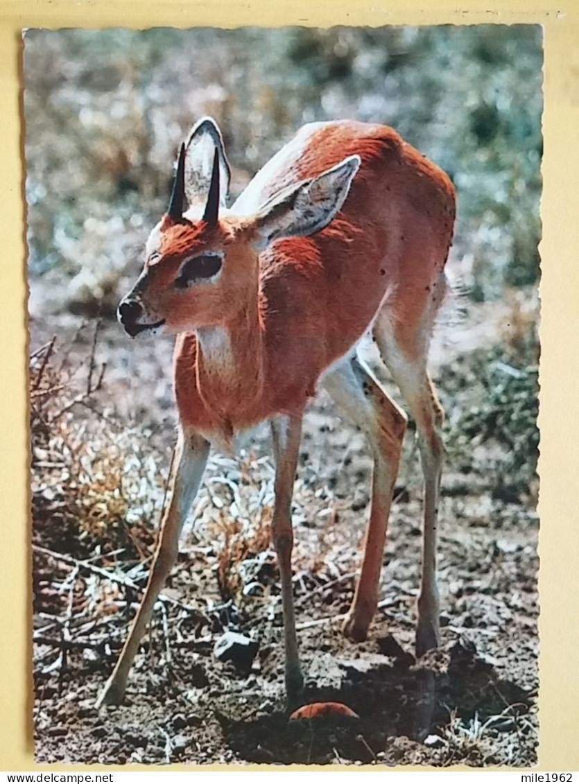 KOV 506-27 - GAZELLE, GAZZELLA, AFRICA - Sonstige & Ohne Zuordnung