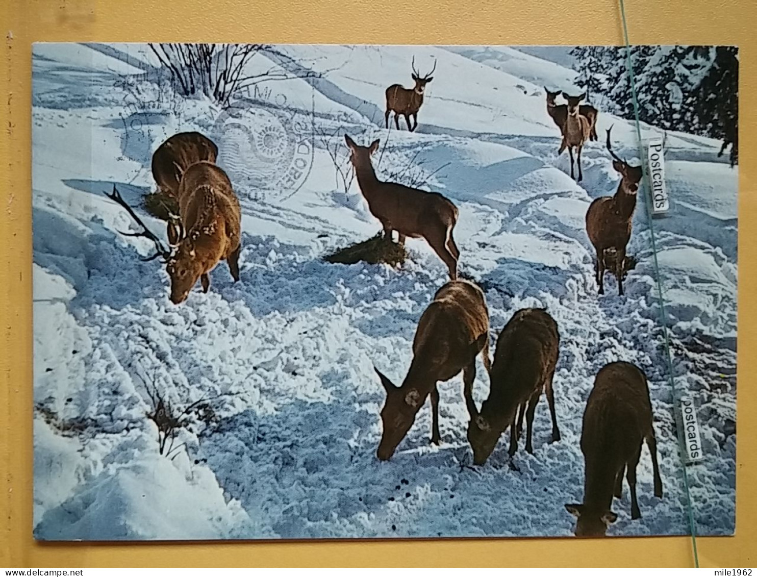 KOV 506-27 - ROE DEER, CERF, WILDFUTTERUNG - Sonstige & Ohne Zuordnung