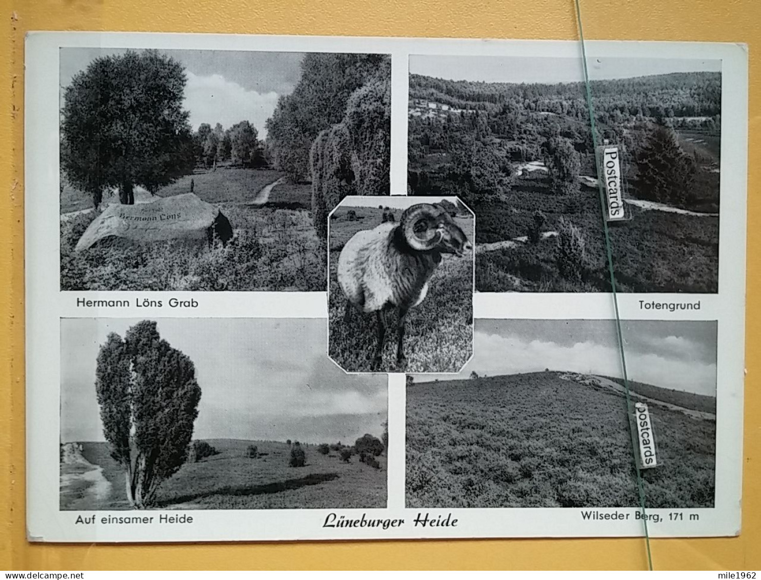 KOV 506-27 - LUNEBURGSHEEP, MOUTON - Autres & Non Classés