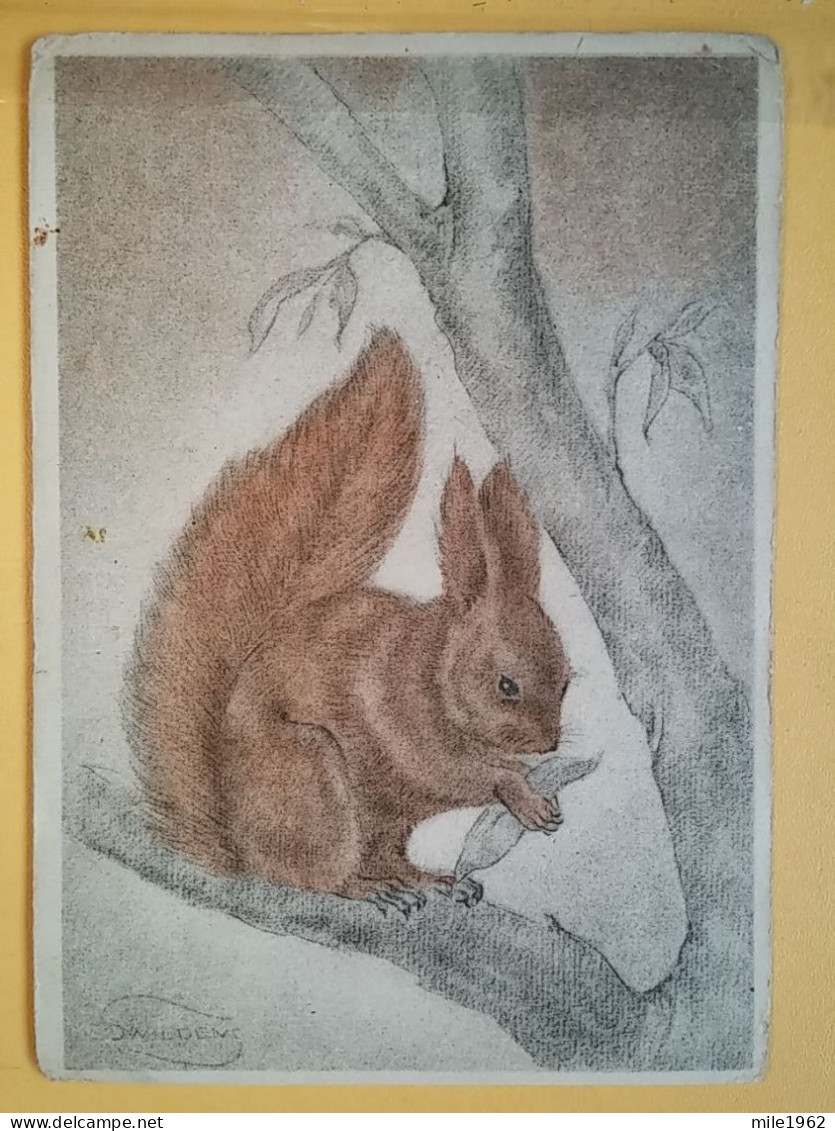 KOV 506-26 - ÉCUREUIL, SQUIRREL  - Other & Unclassified