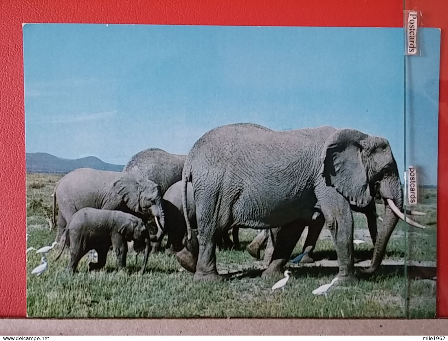 KOV 506-24 - ELEPHANT - Éléphants
