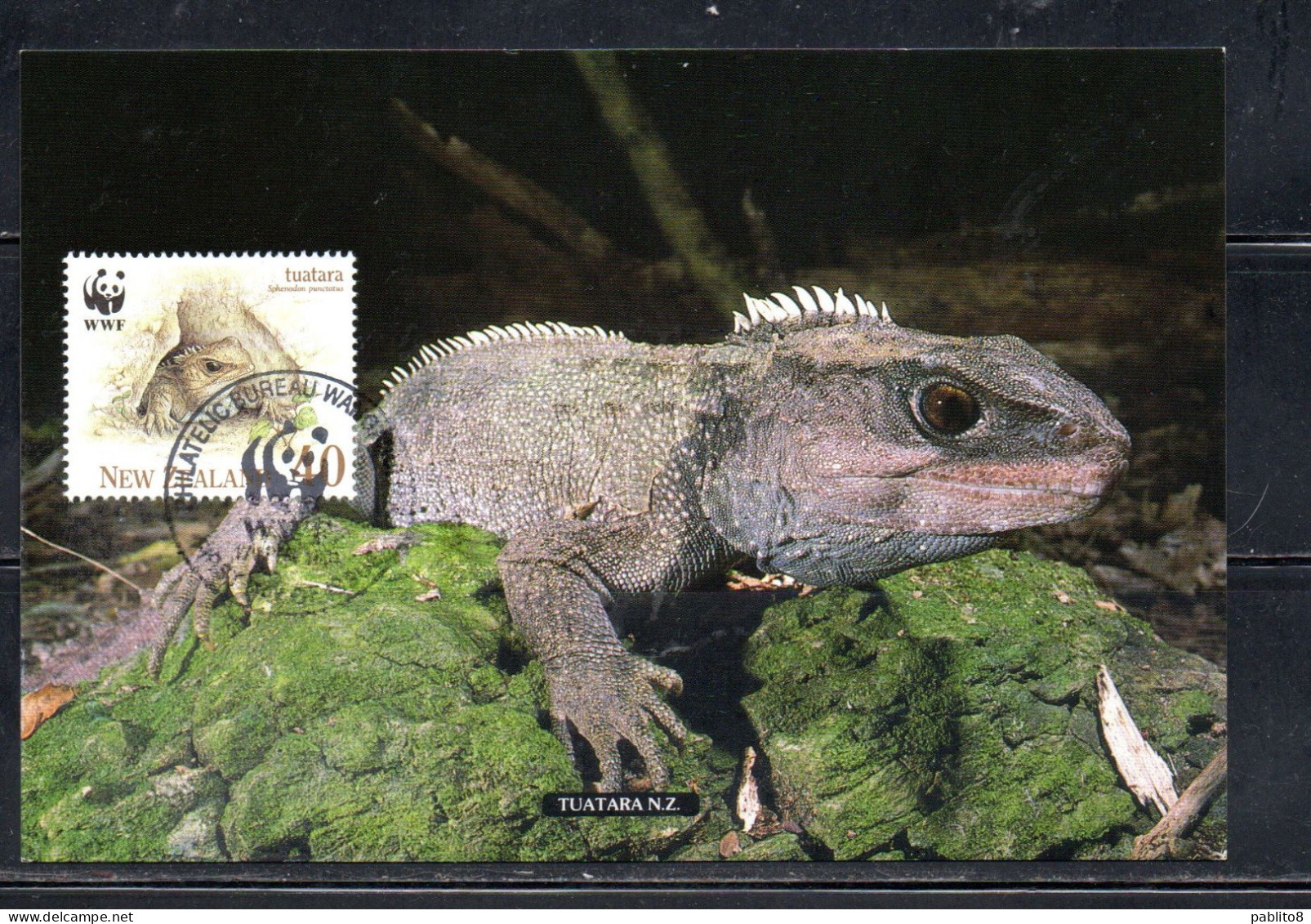 NEW ZEALAND NUOVA ZELANDA 1991 REPTILES FAUNA TUARTARA 40c MAXI MAXIMUM CARD CARTE - FDC